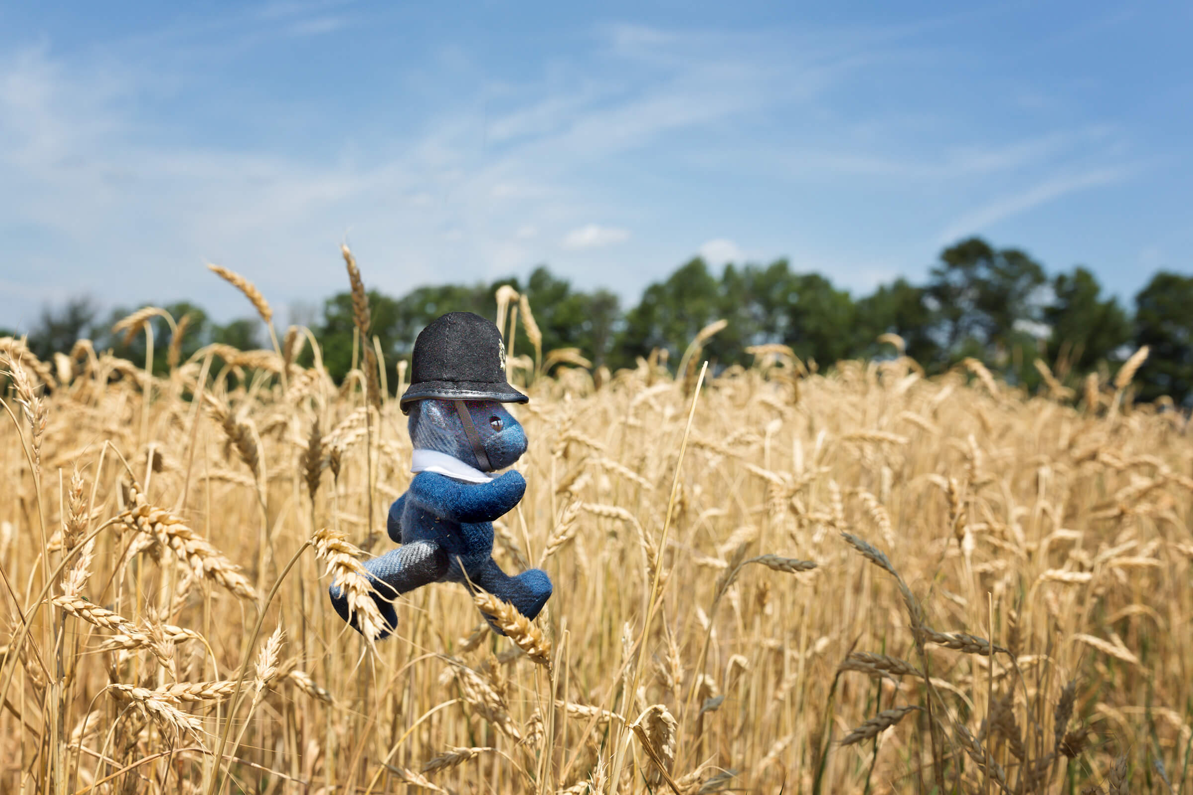 Burbeary Bob running through a wheat field