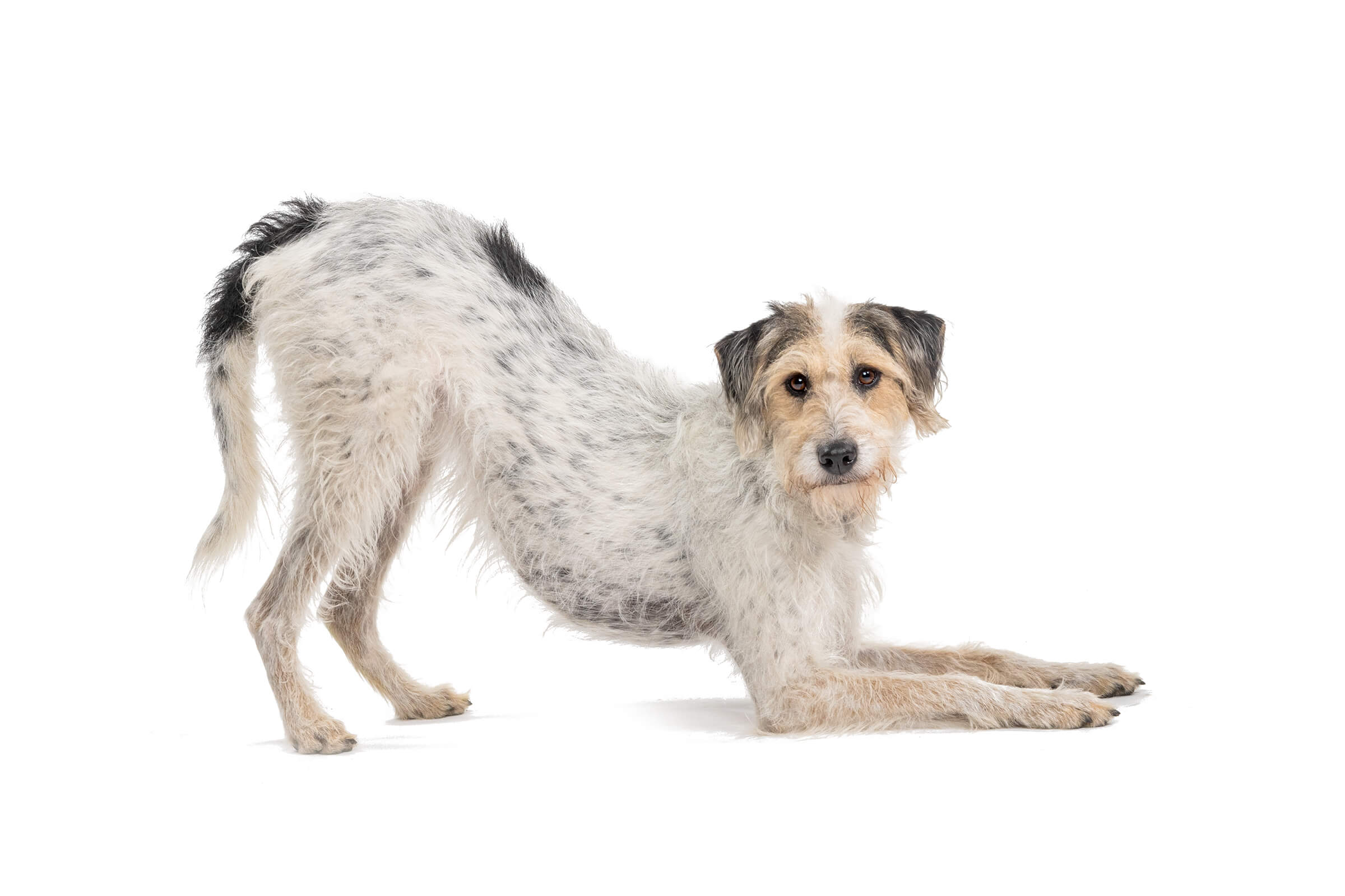 dog in playbow pose, photographed by Karen Weiler