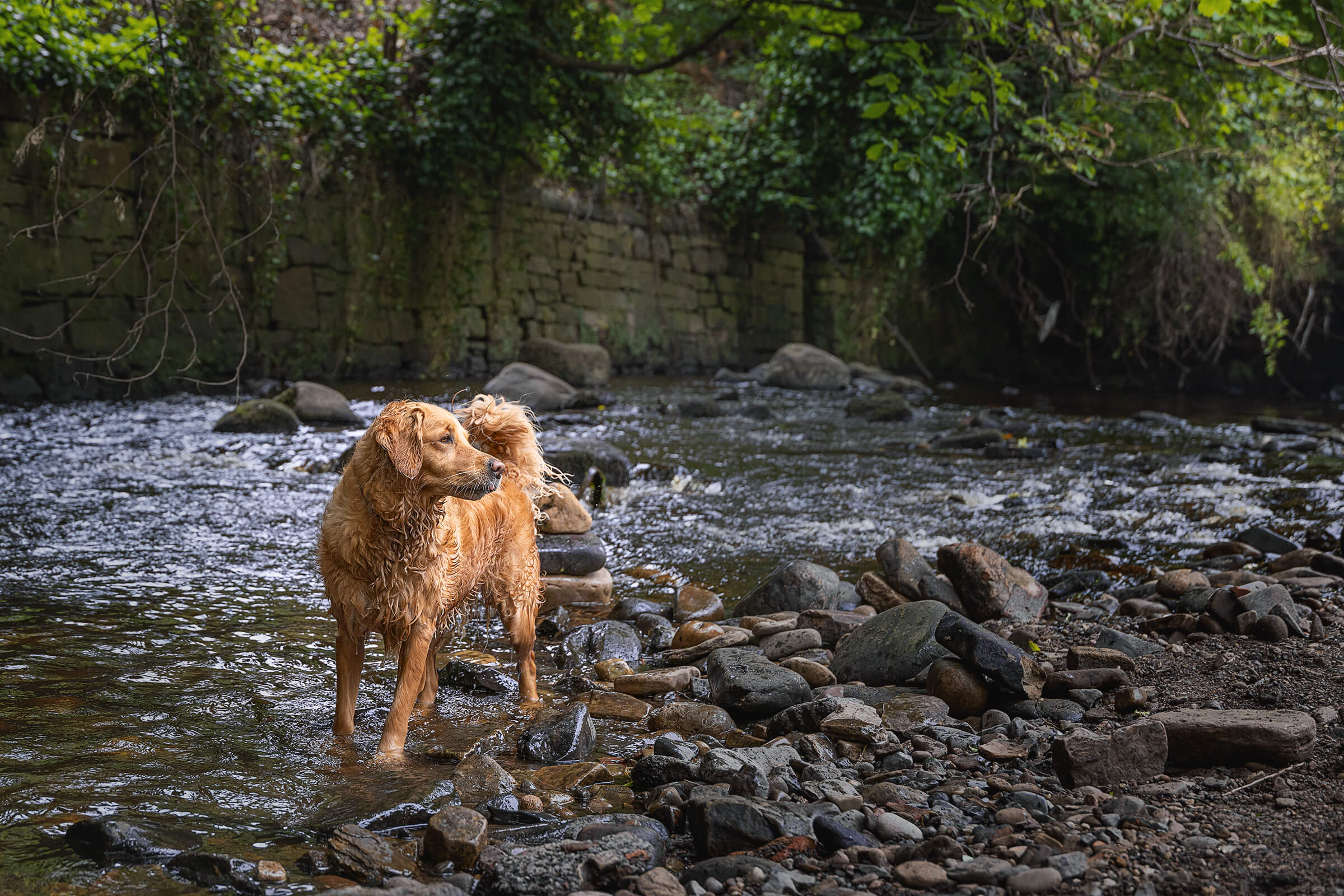 golden retriever photographed in Dean's Village, Edinburgh
