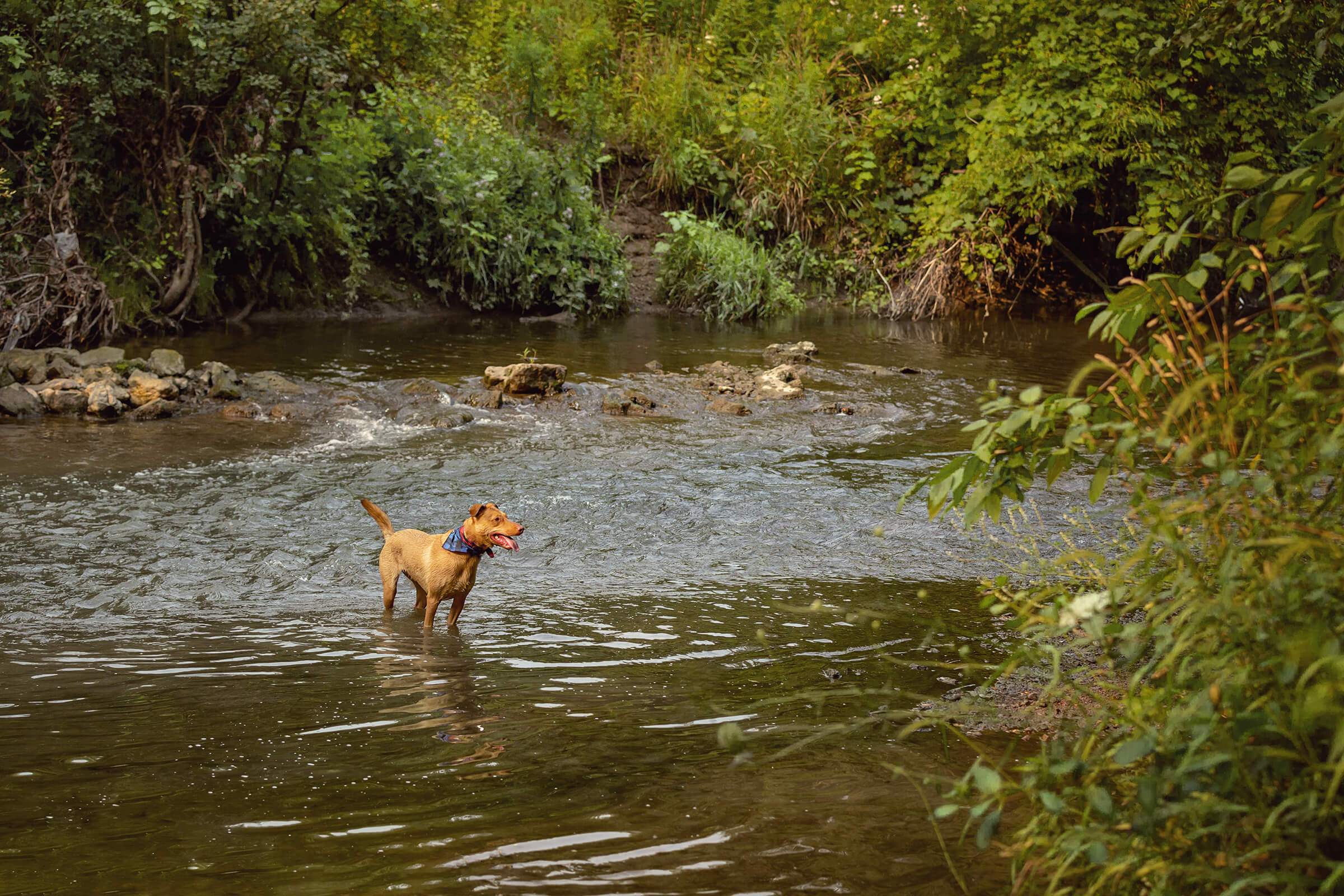 Tails from the Trail dog photography by commercial photographer in Toronto, Ontario