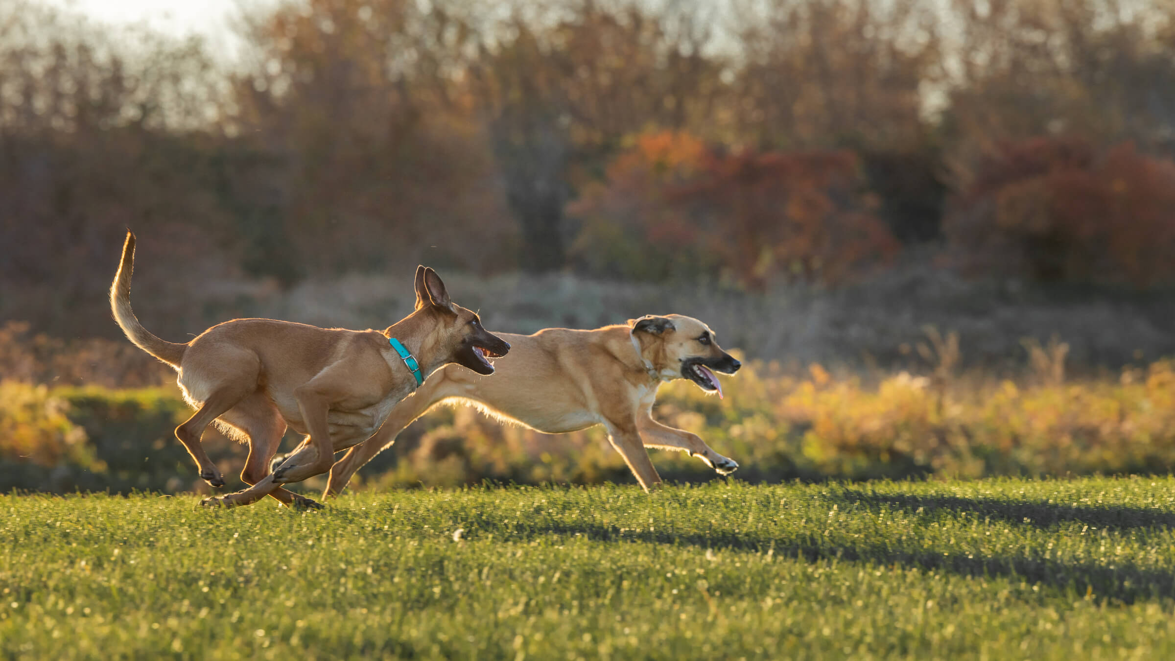 dogs running together