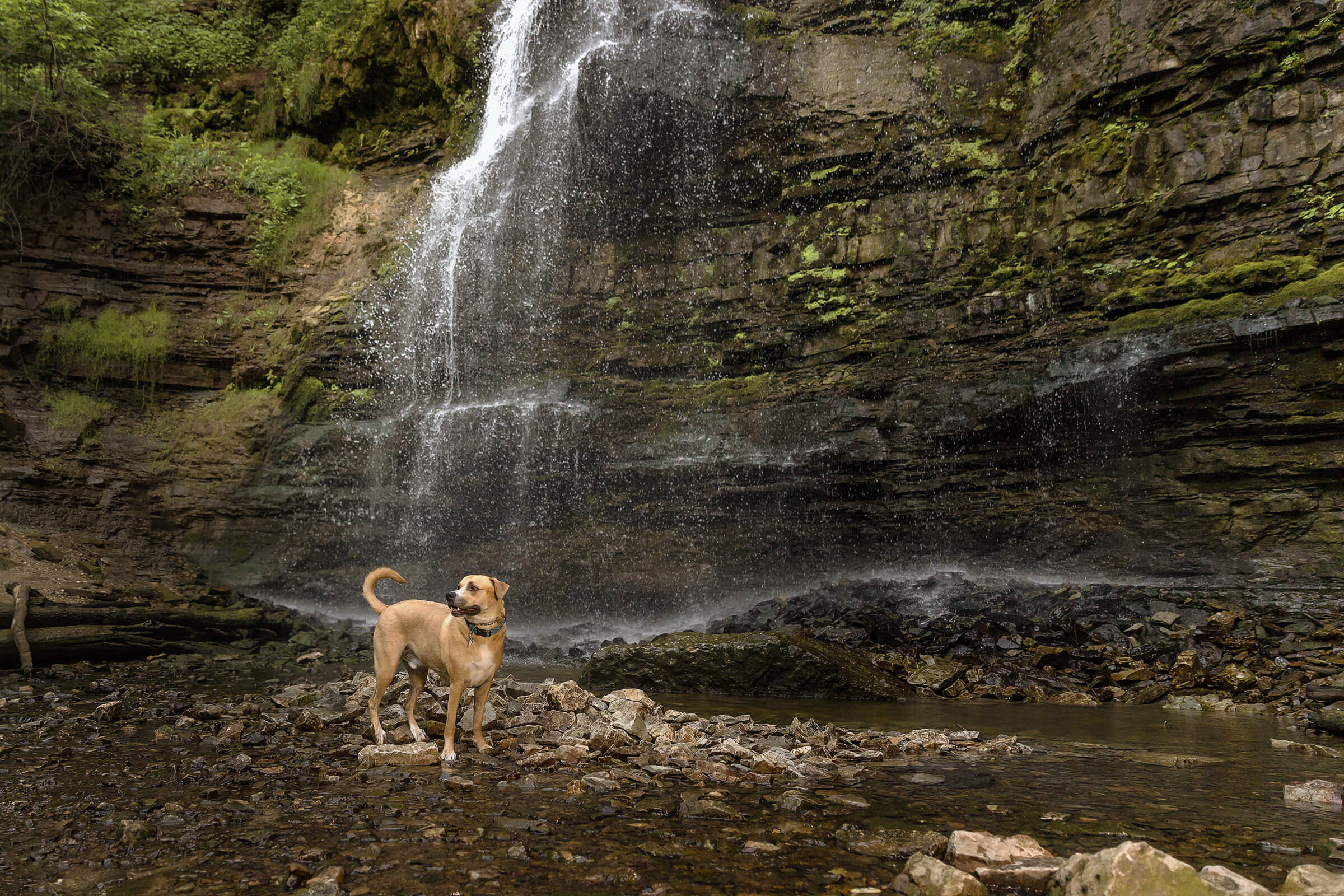 Tails from the Trail dog photography by commercial photographer in Hamilton, Ontario