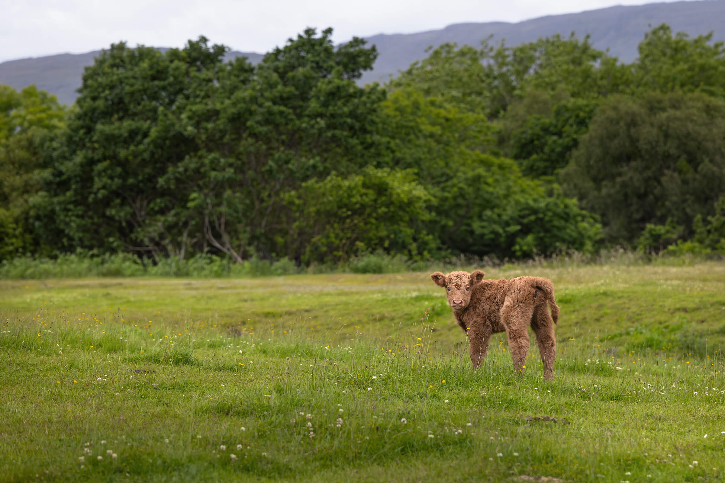 Baby heiland calf photographed by Karen Weiler