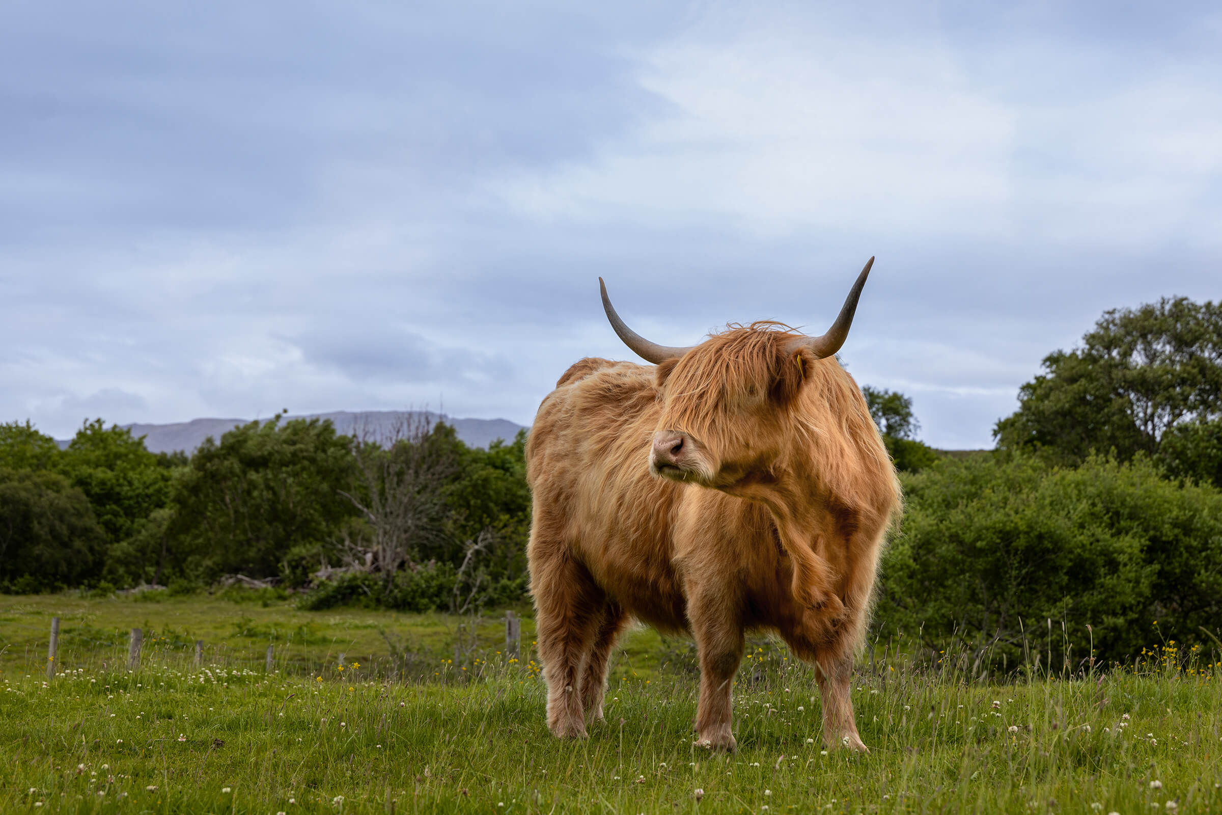 Highland Cow photographed by Karen Weiler
