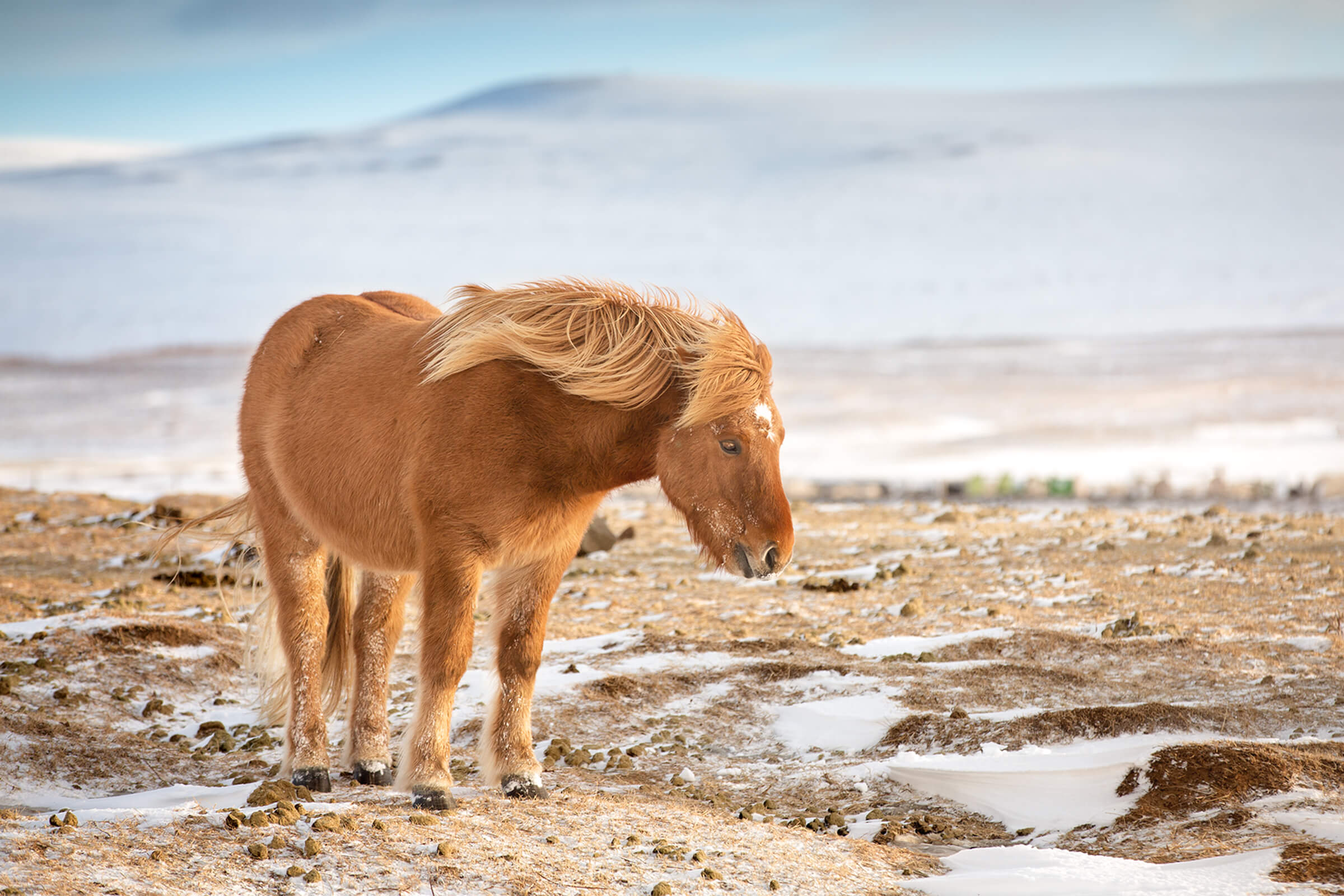 An icelandic horse in a snowy landscape by Karen Weiler