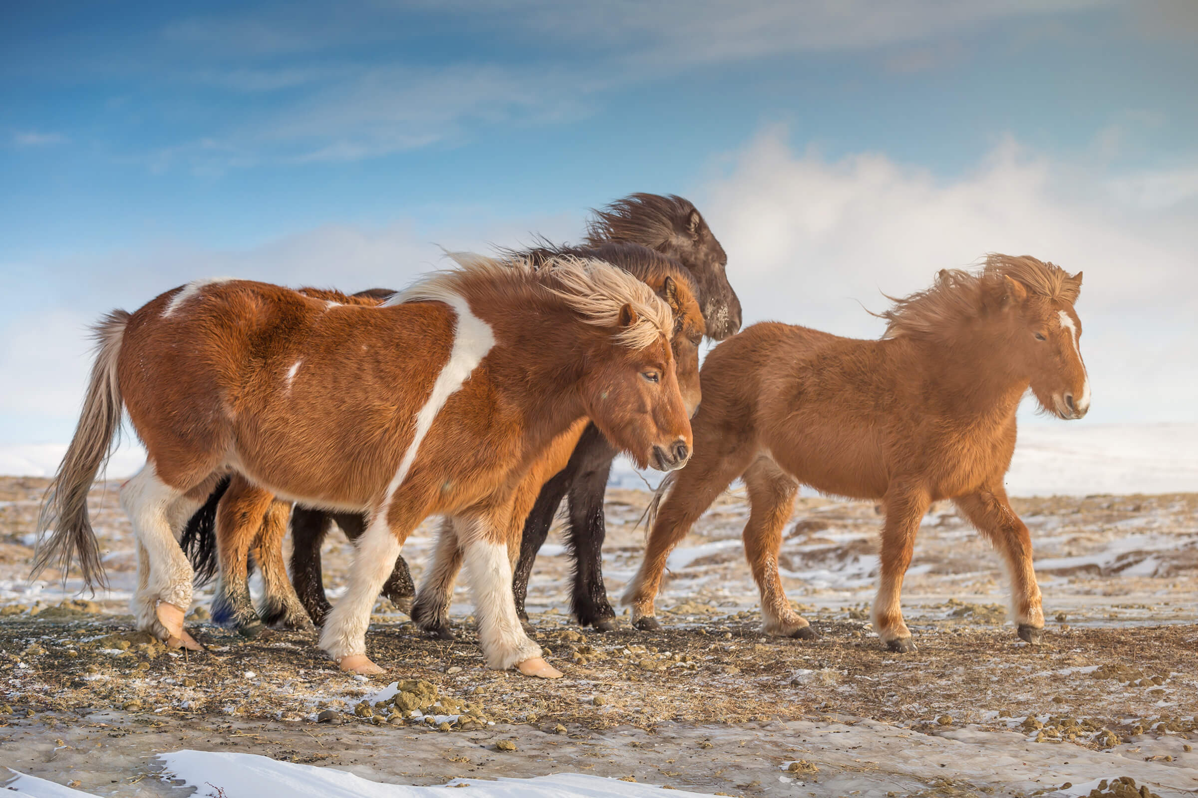 Icelandic horses in a snowy landscape by Karen Weiler