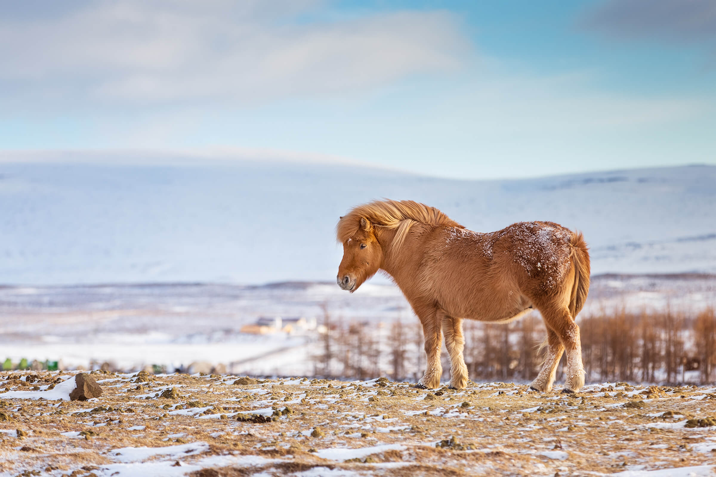 An icelandic horse in a snowy landscape by Karen Weiler