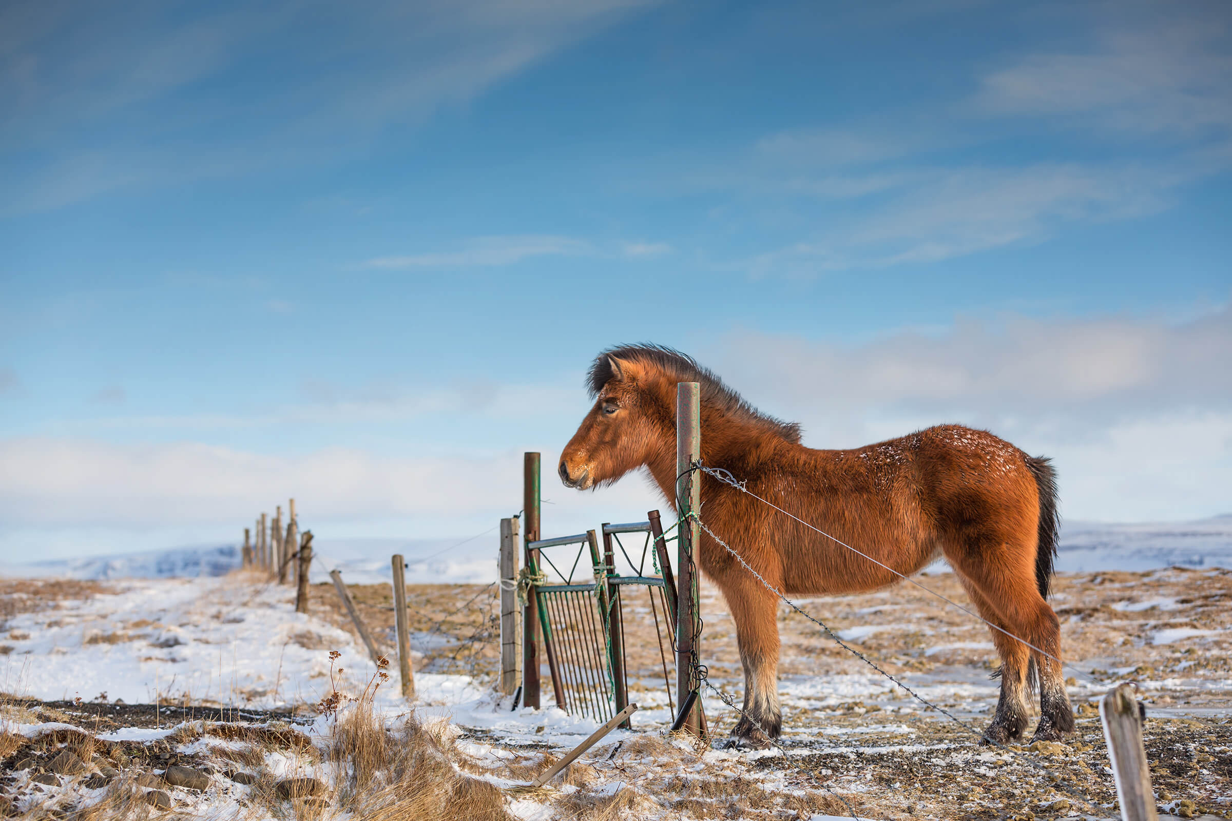 Award winning image of an icelandic horse in Iceland by Karen Weiler