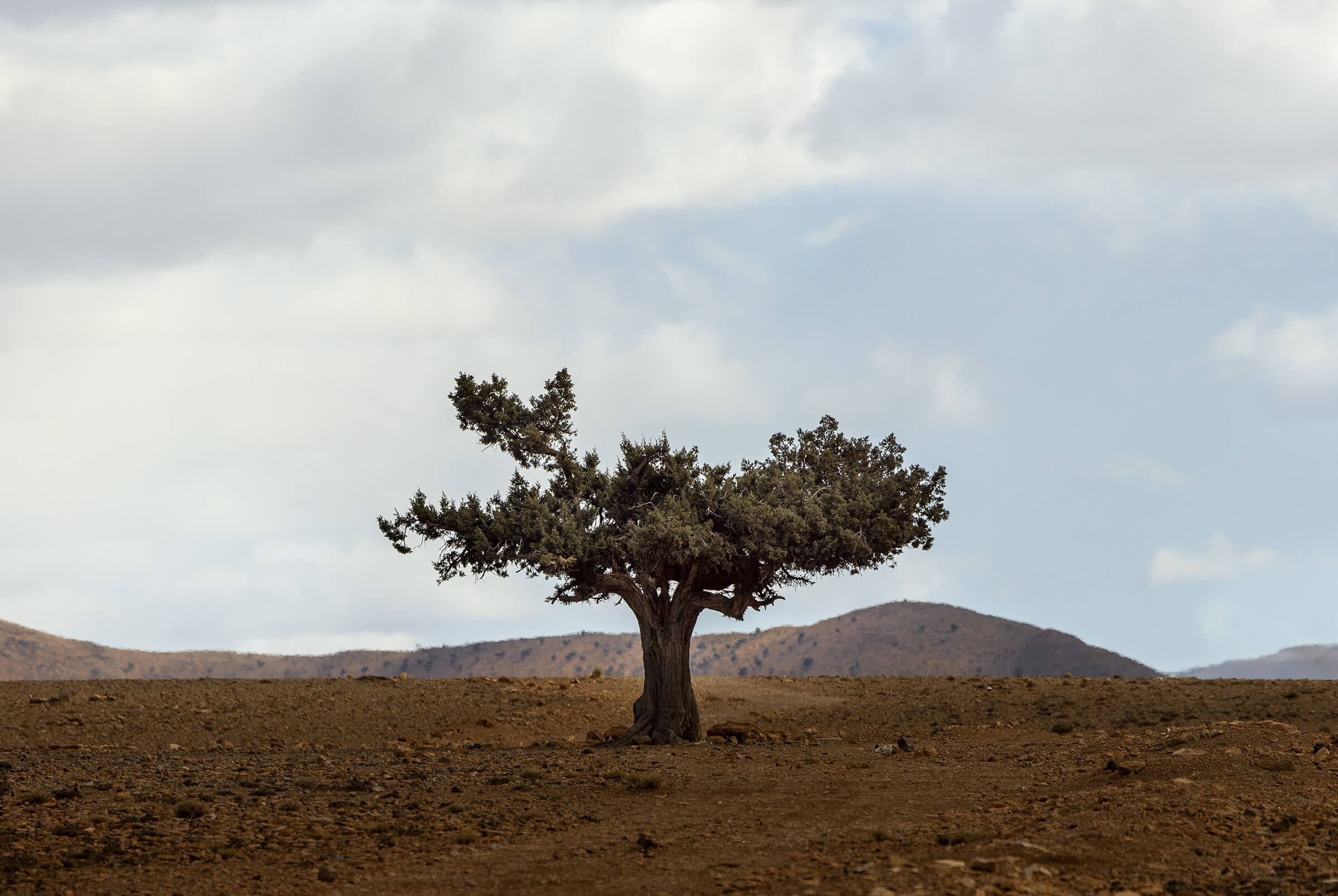 A tree in the Grand Atlas Mountains in Morocco.