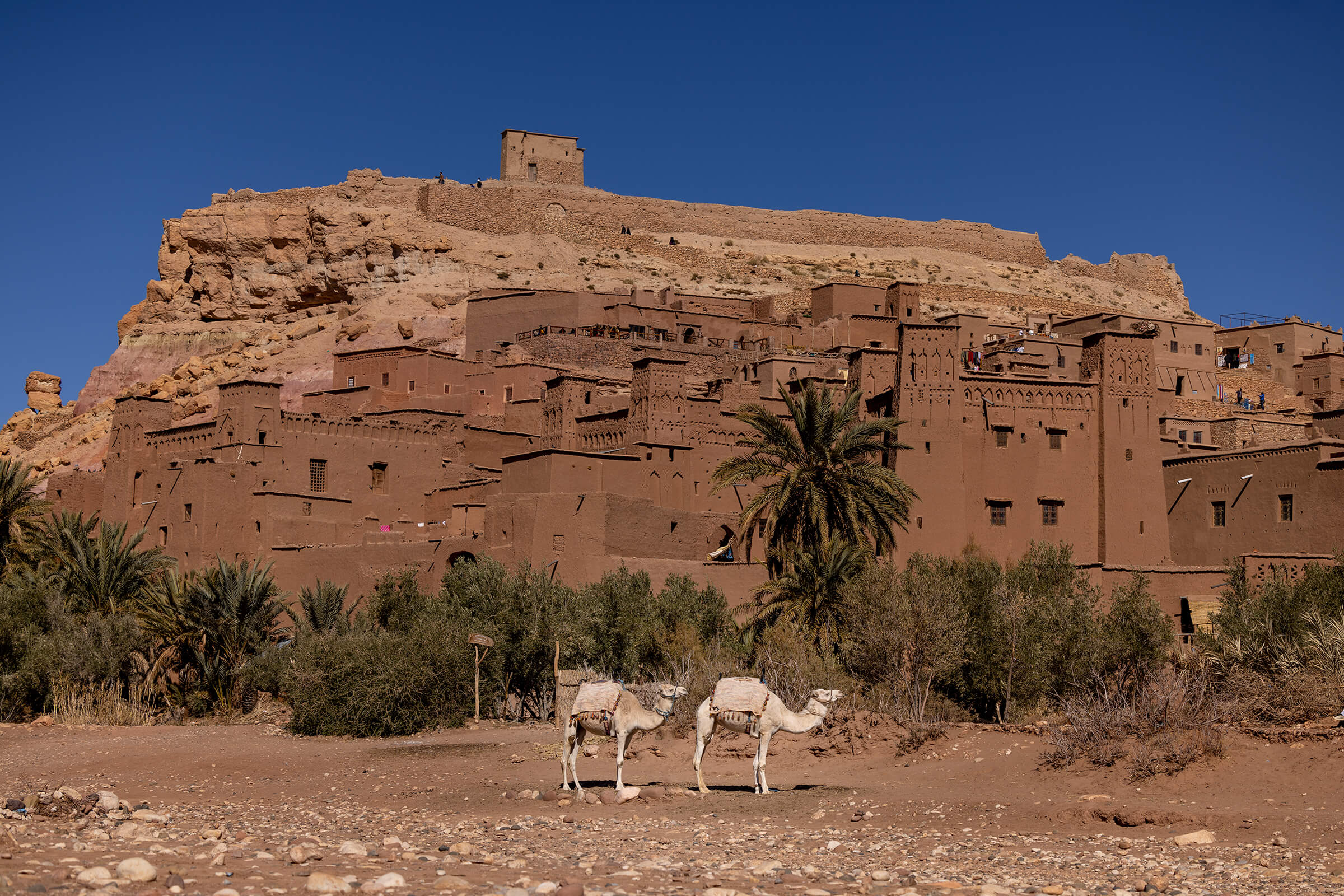 Two white camels wait patiently in Ouazzarte, Morocco