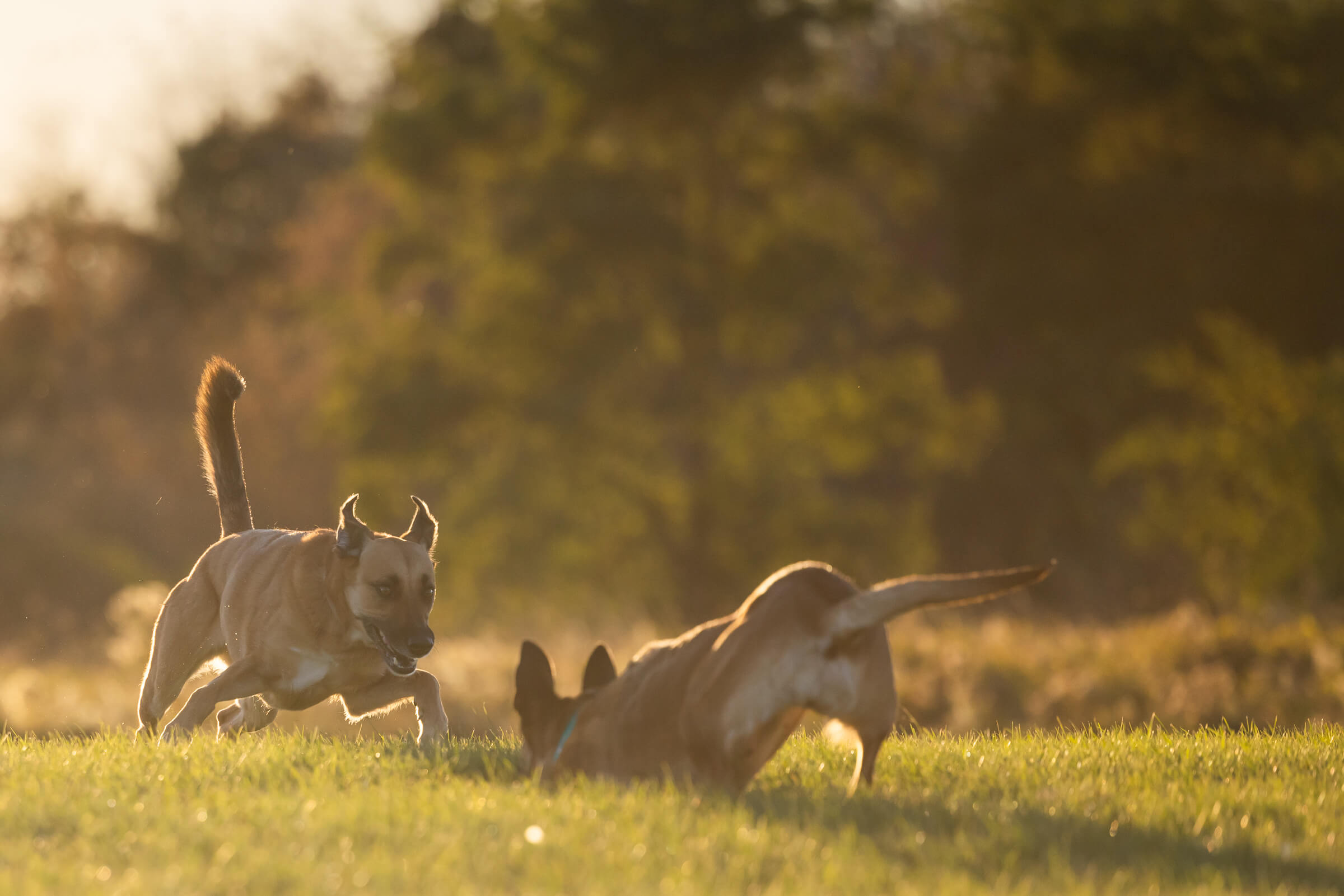 two dogs playing and one is in a play bow