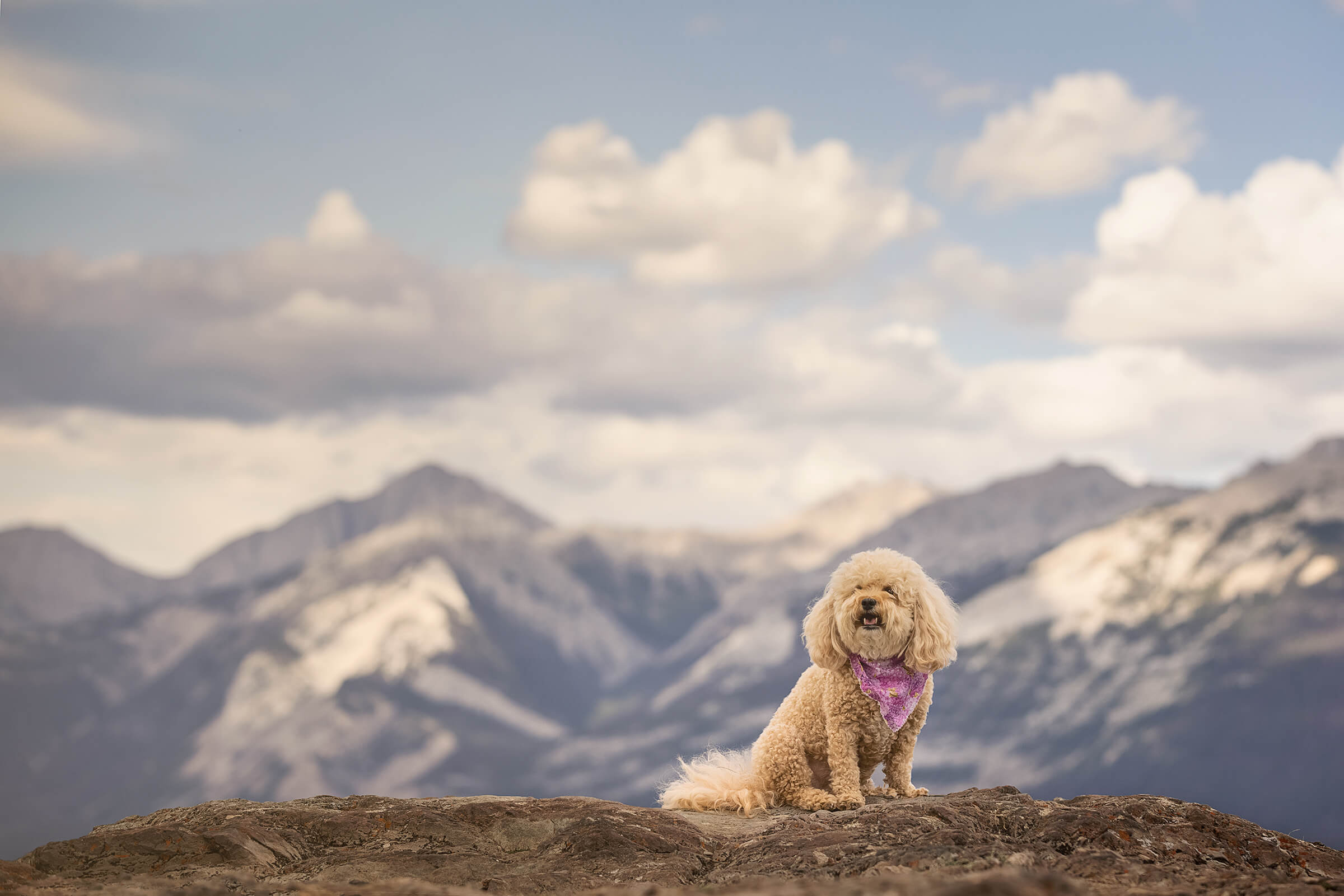 Tails from the Trail dog photography by commercial photographer in Jasper, Alberta, Canada