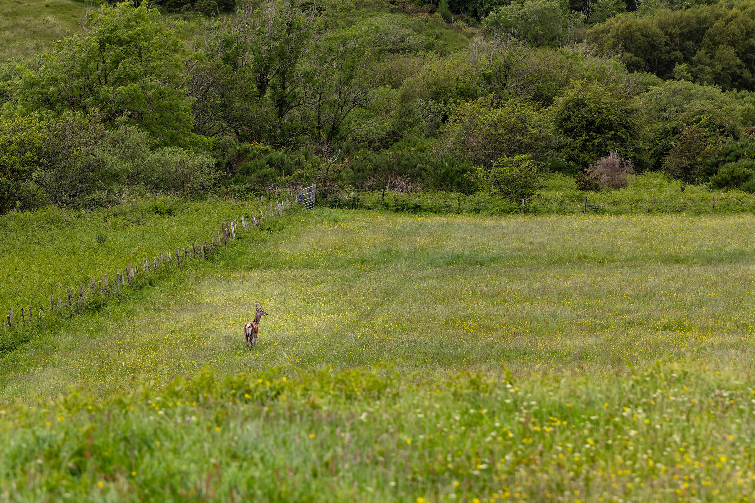 A lone deer photographed in Scotland by Karen Weiler
