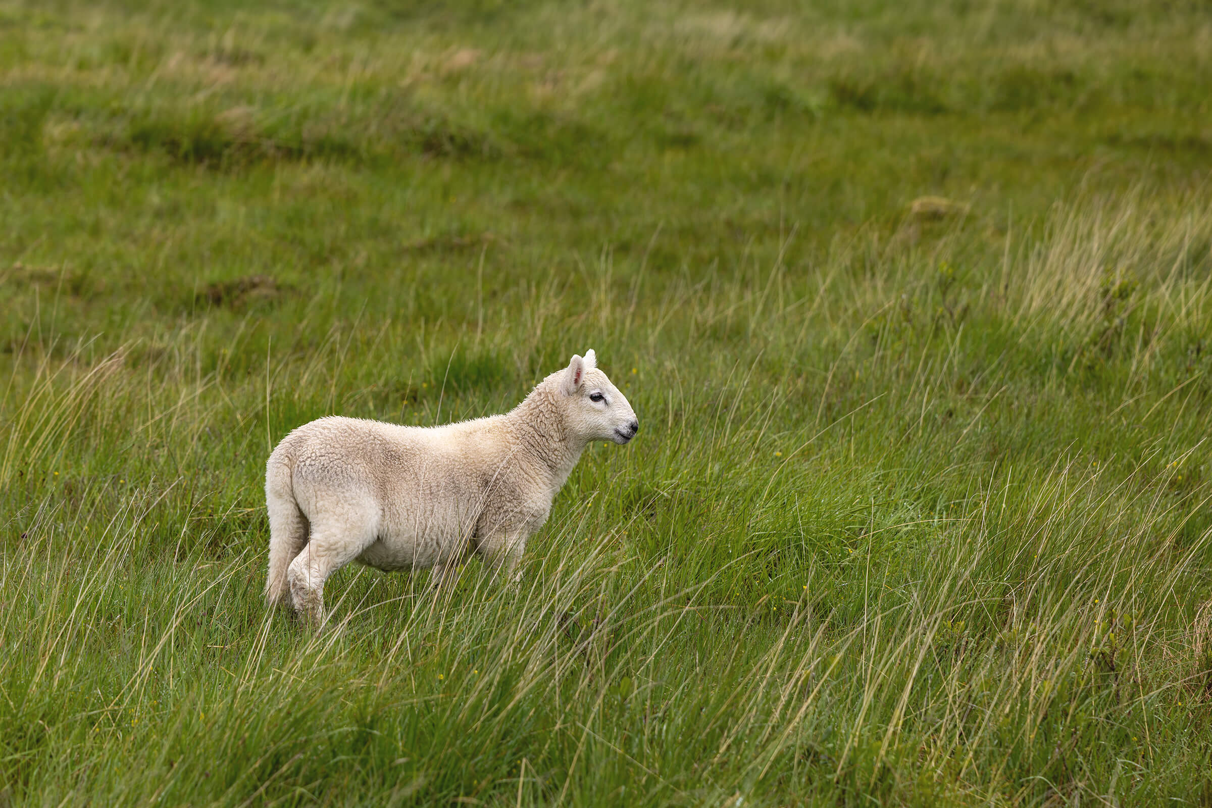 Lamb photographed in Isle of Skye by Karen Weiler