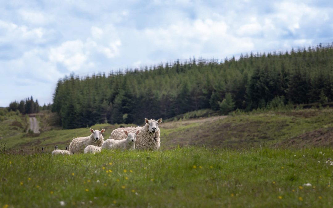 A Hundred Words For Rain