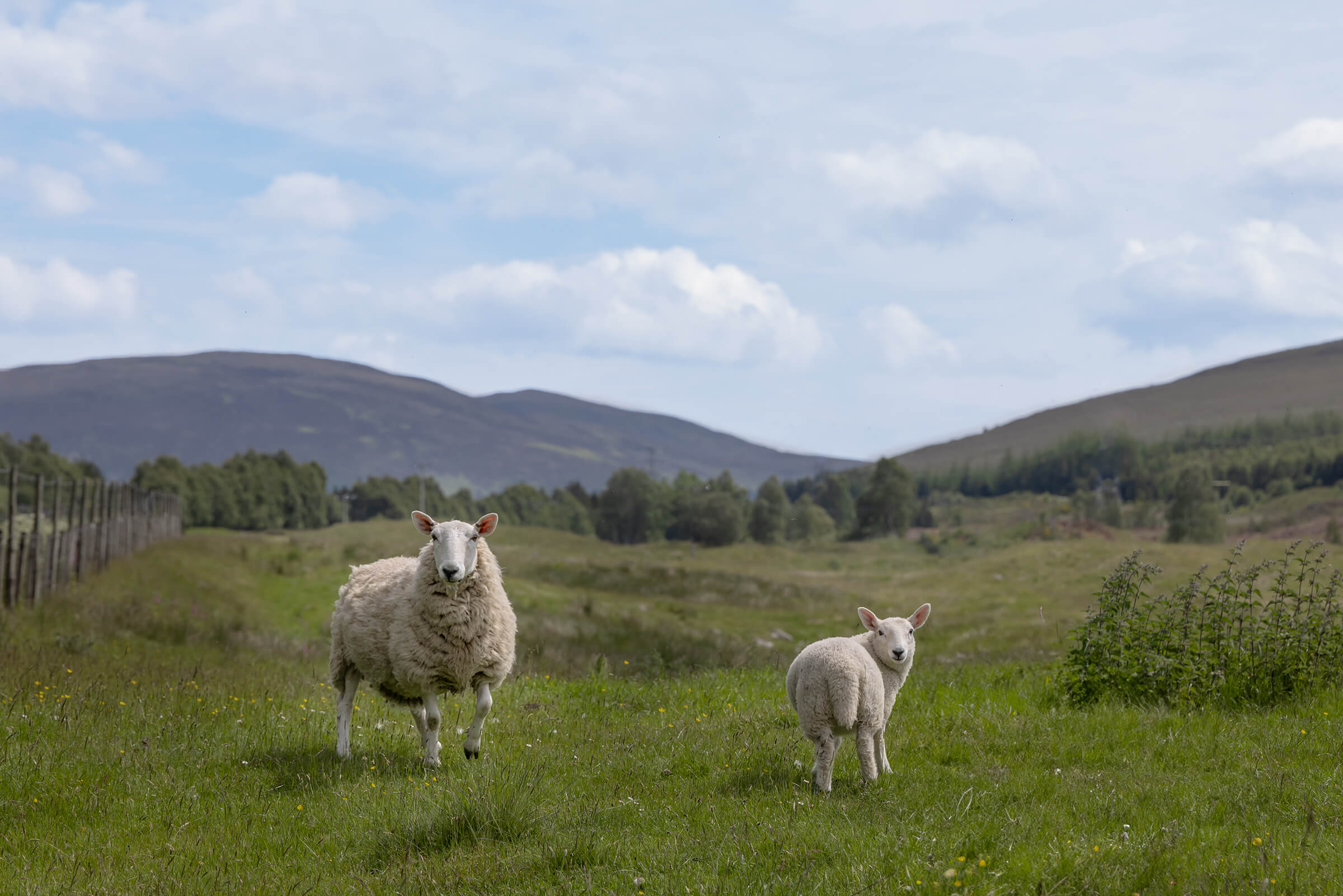 Mama sheep and lamb photographed in Scotland by Karen Weiler