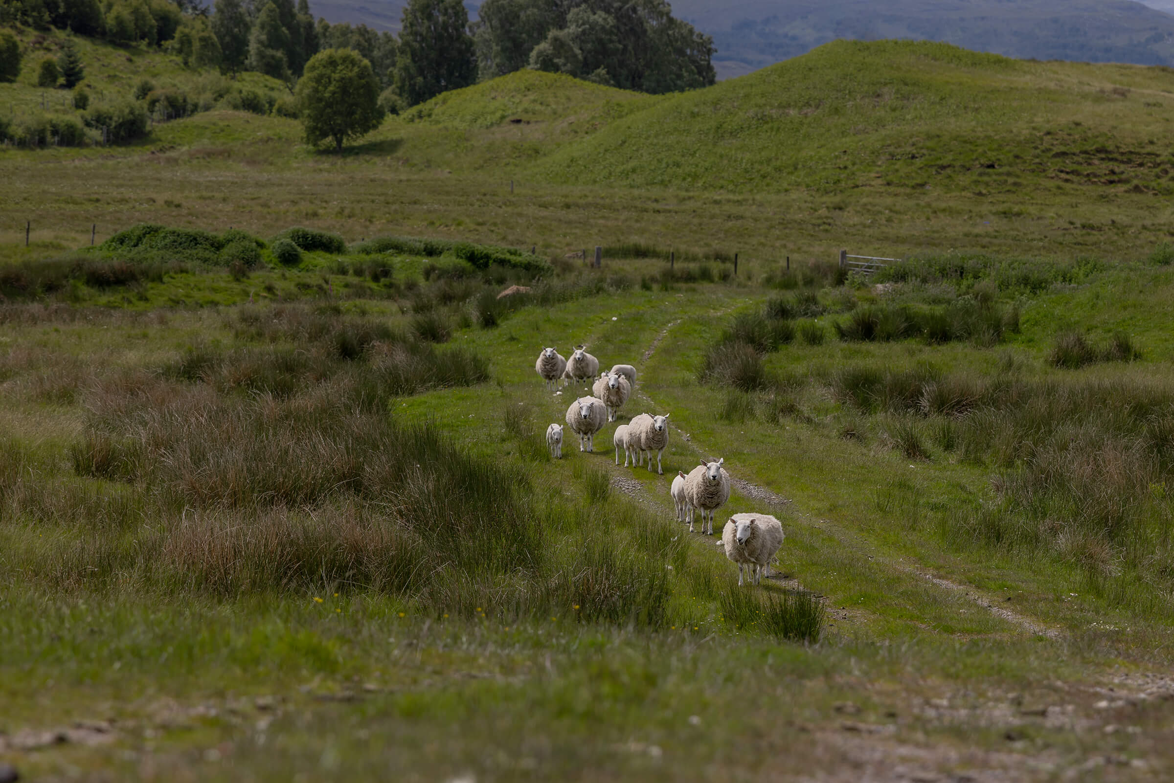 Group of sheep photographed in Scotland by Karen Weiler