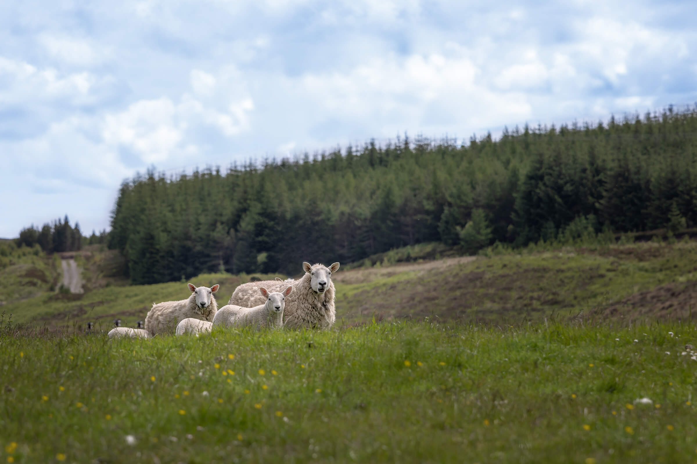 Sheep photographed in Scotland by Karen Weiler