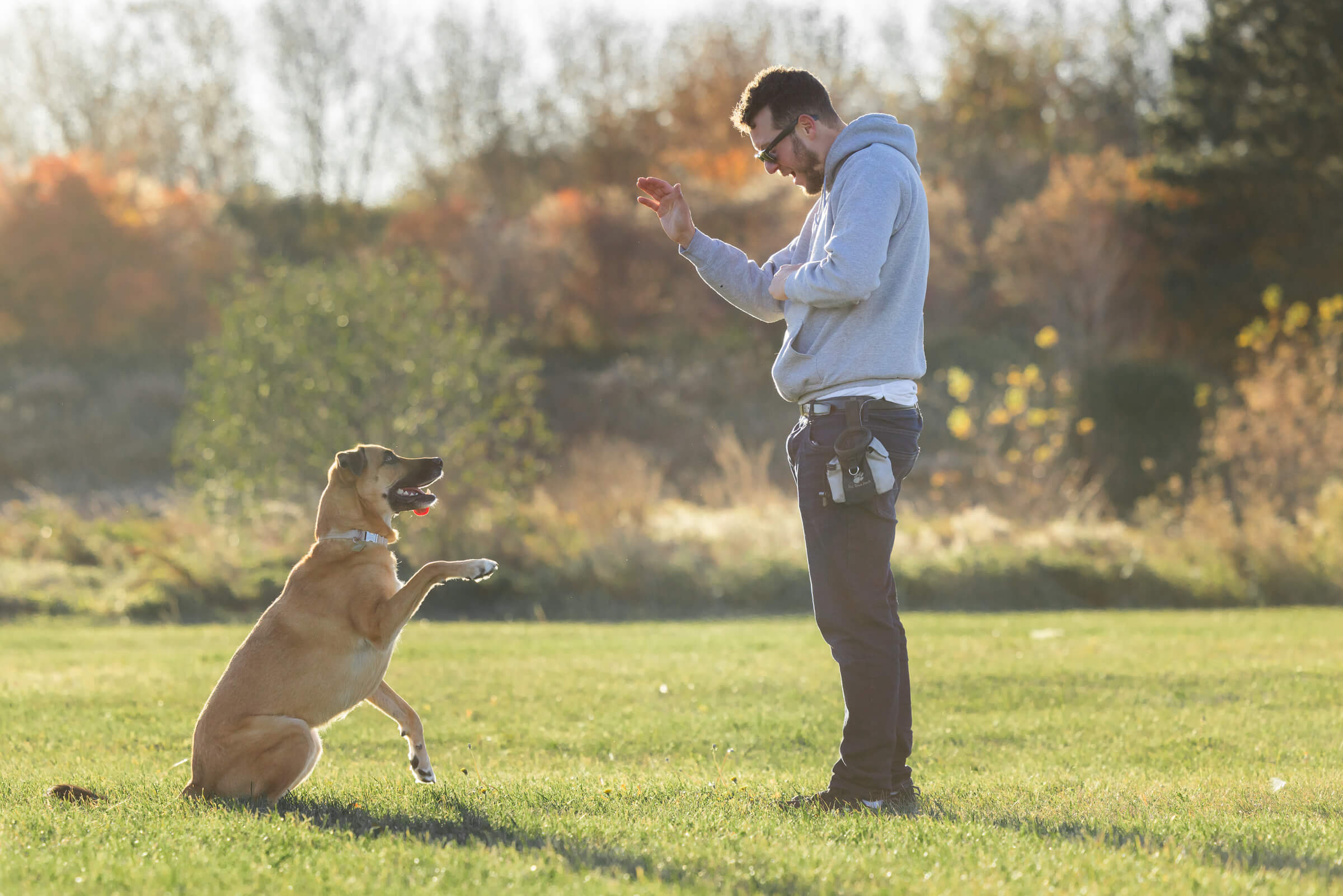 dog trainer teaching tricks