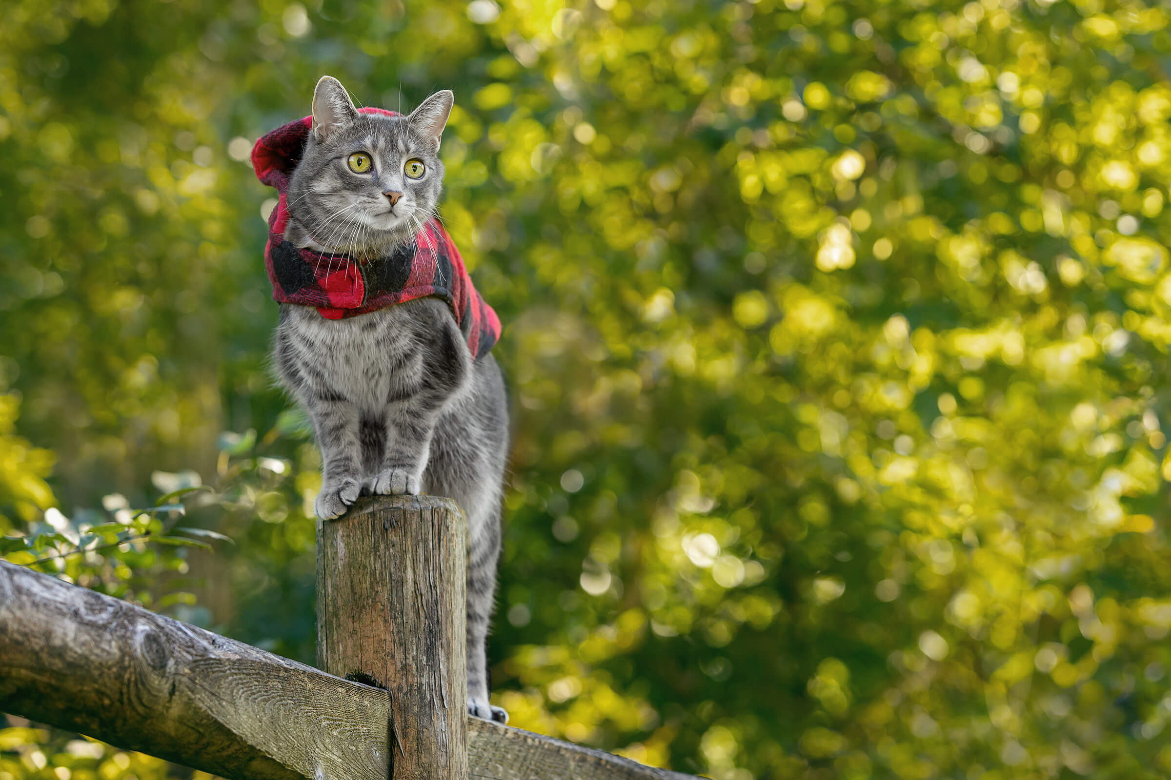 Tails from the Trail cat photography by commercial photographer in Toronto, Ontario