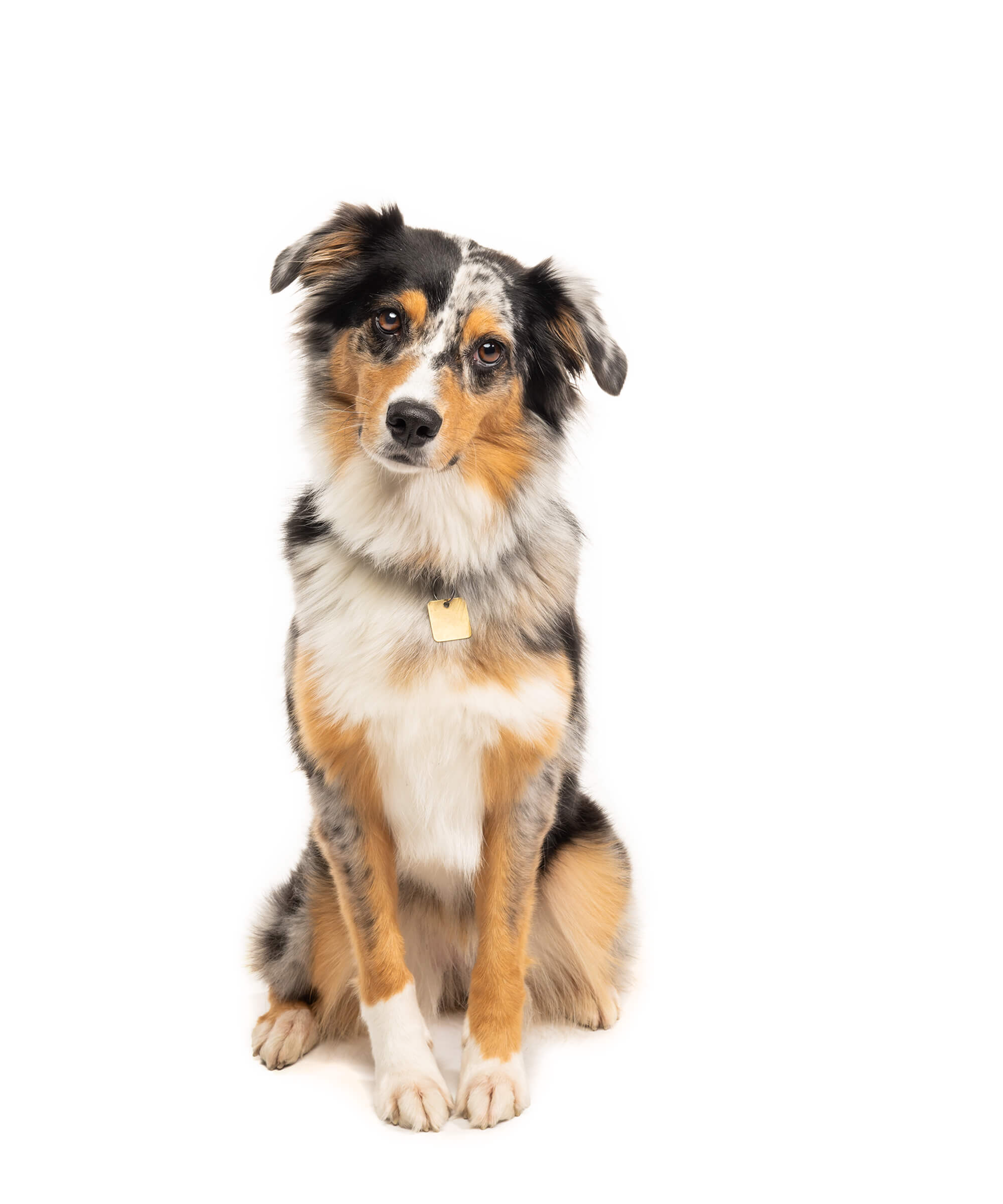 Australian Shepherd sitting pretty