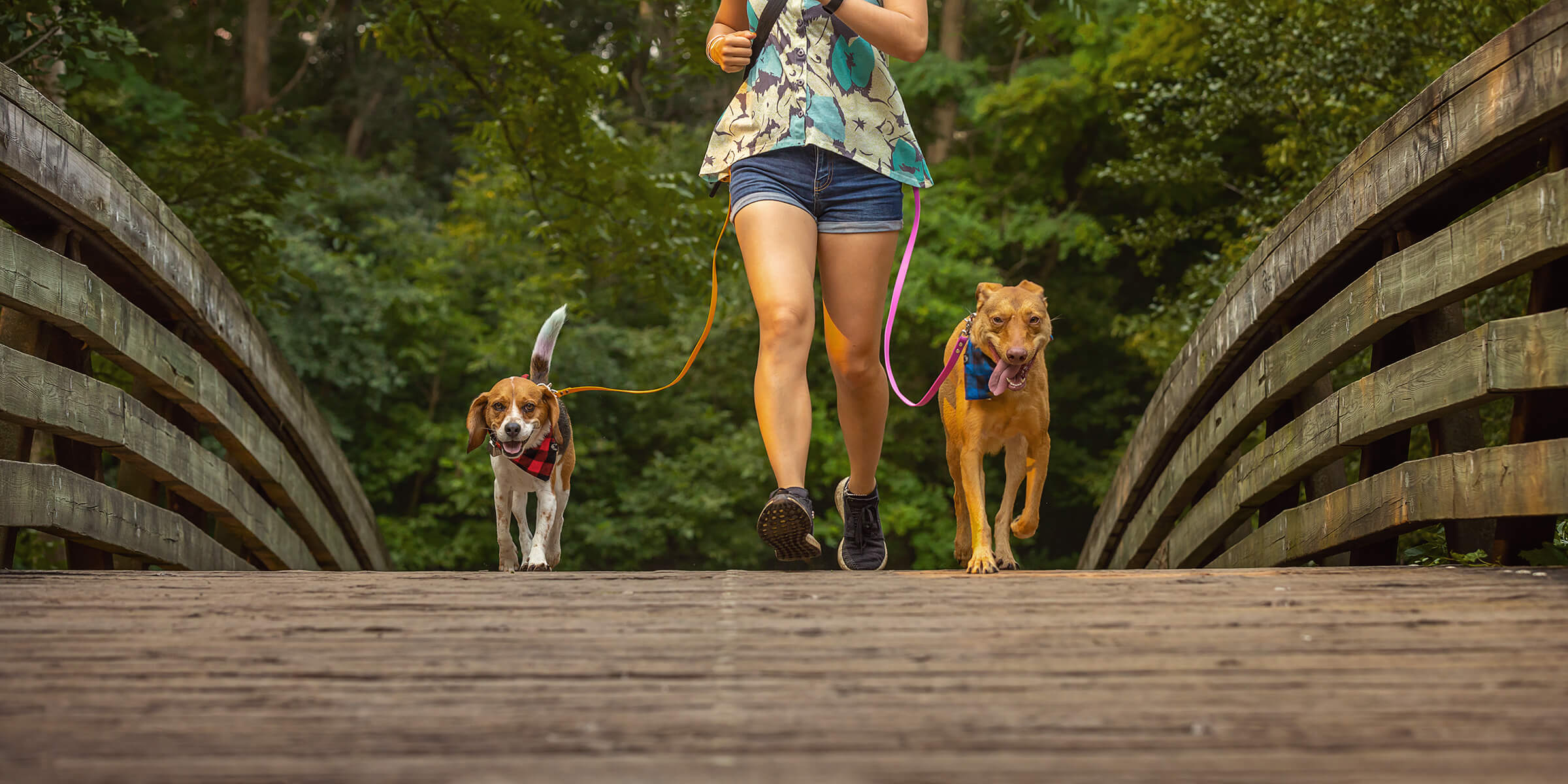 Tails from the Trail dog photography by commercial photographer in Hamilton, Ontario