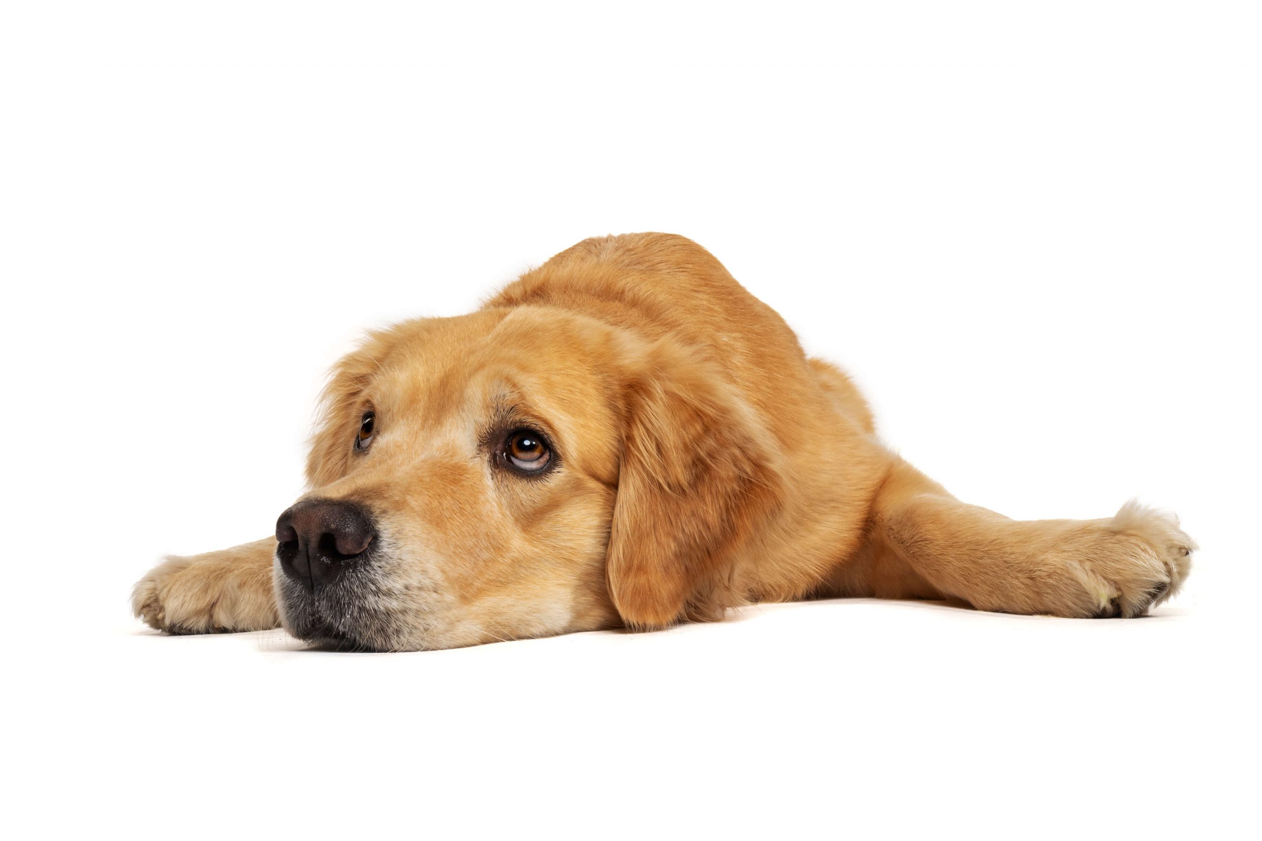 turning golden retriever
