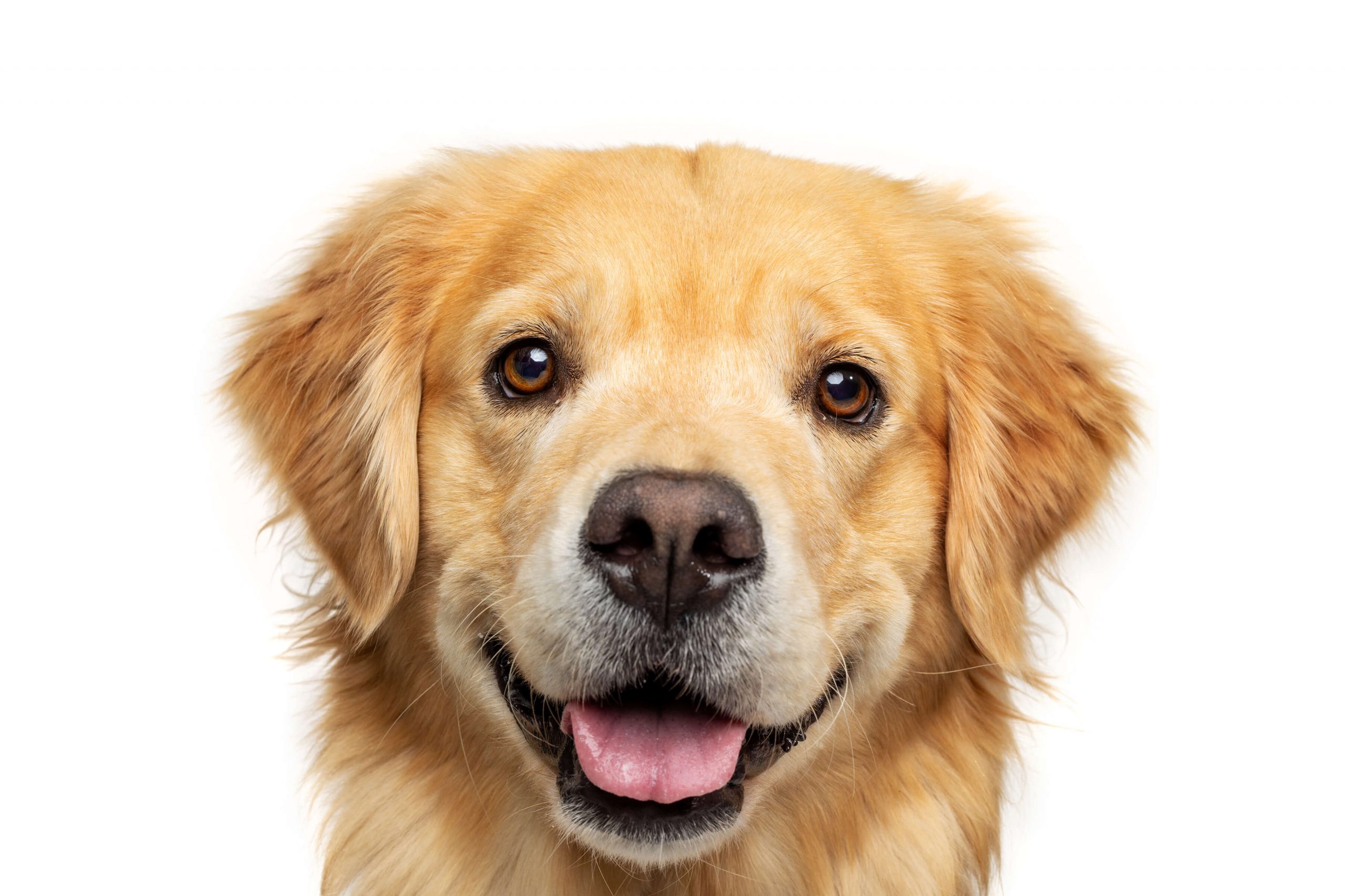 smiling golden retriever