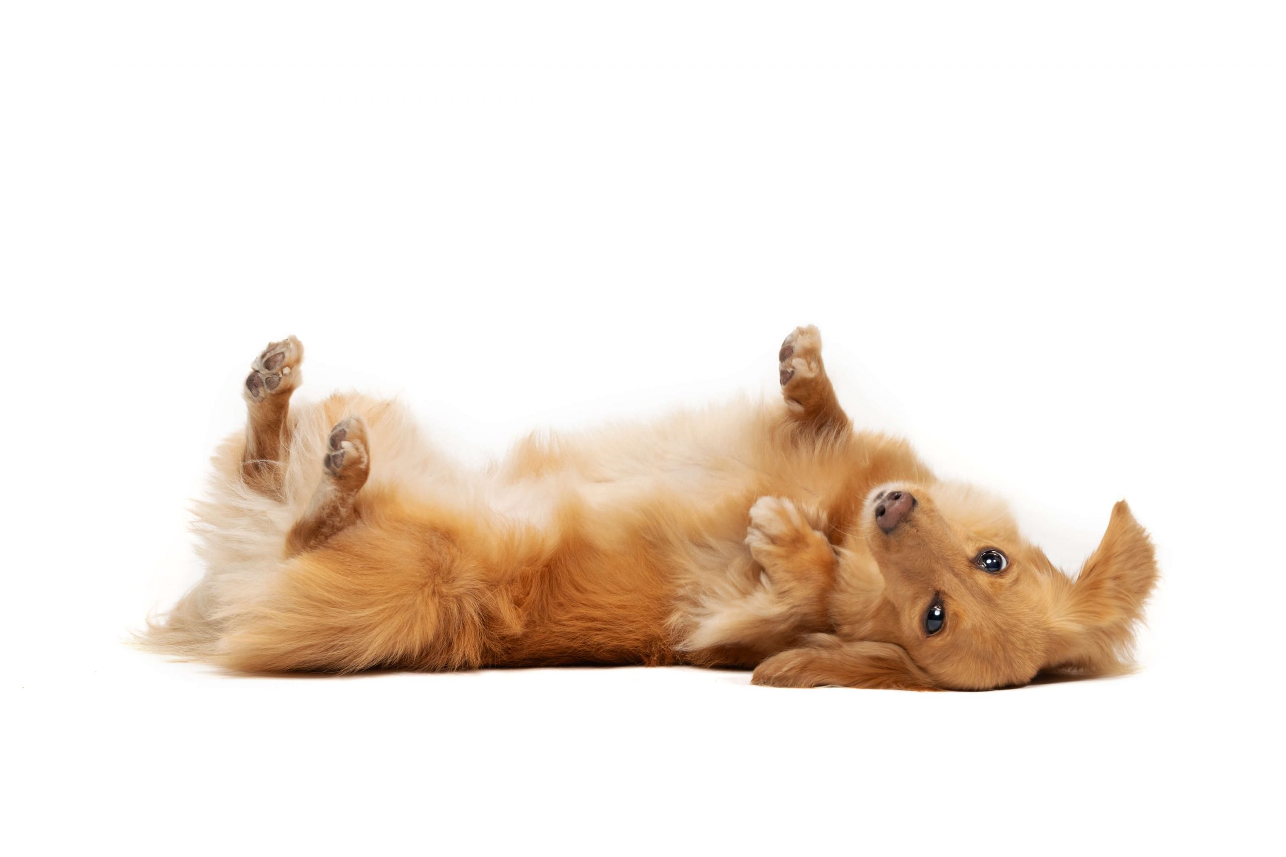dachsund flipping on back