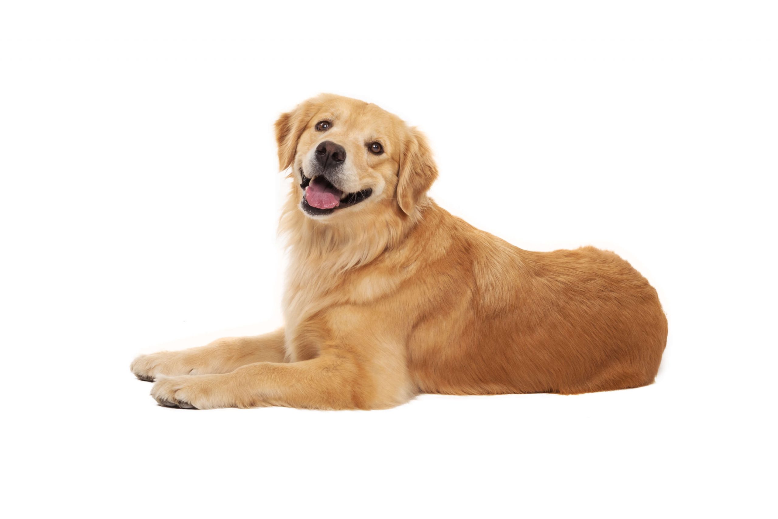 golden retriever laying down