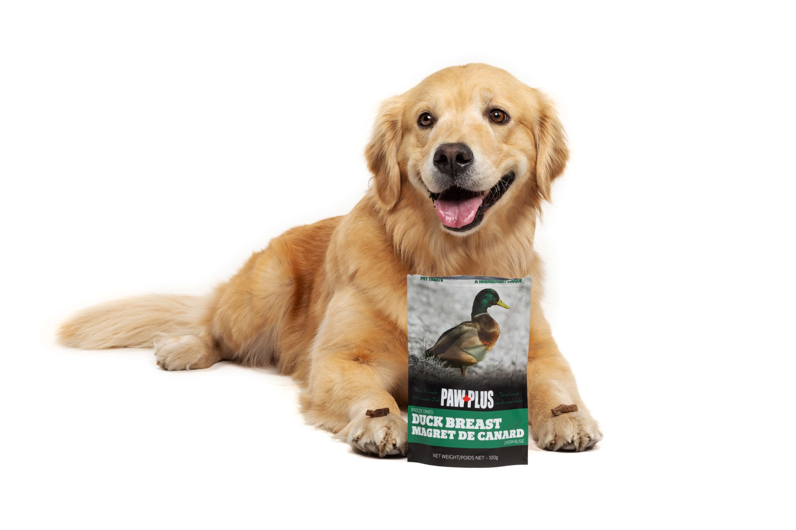 dog with treat bag photographed on white