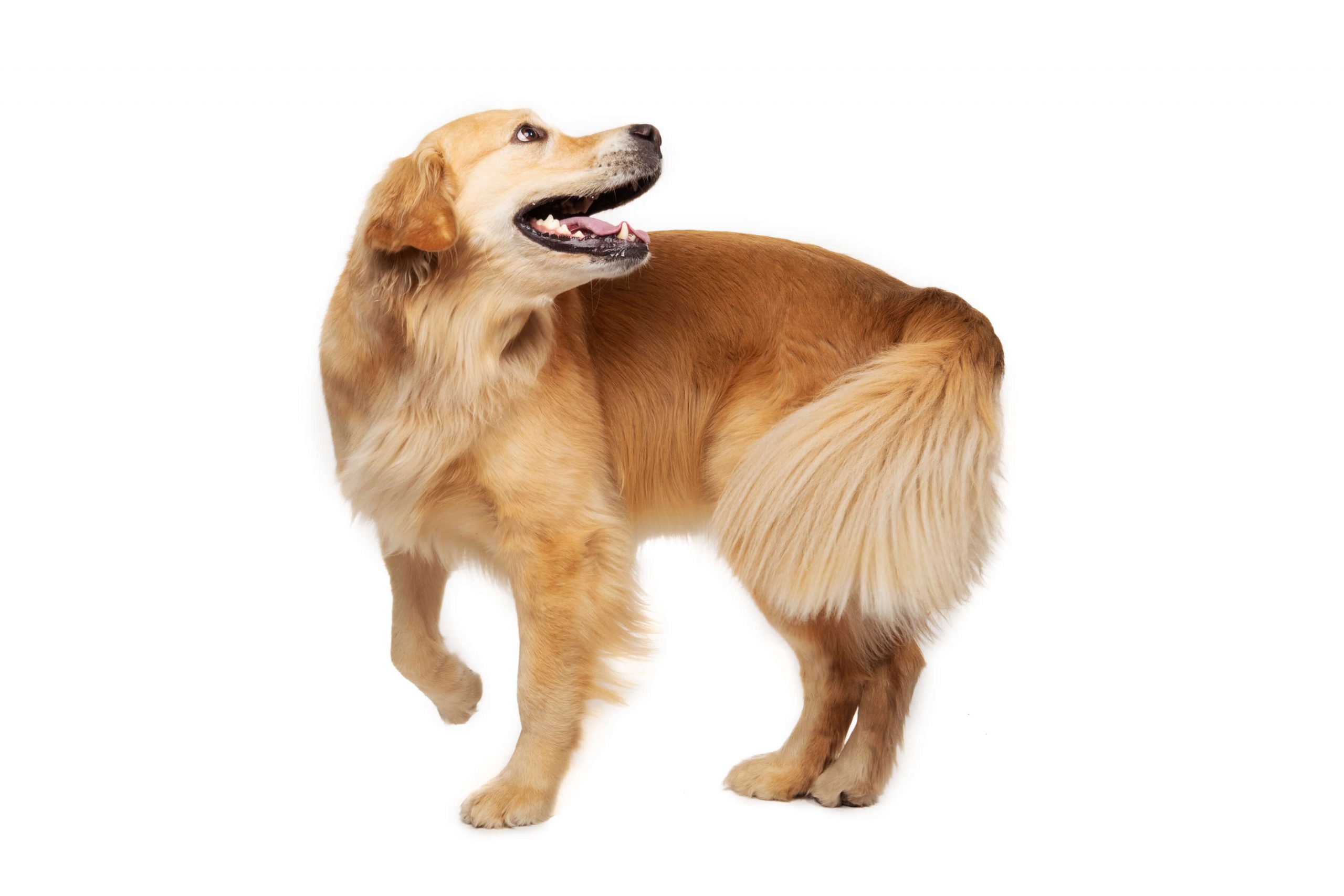 turning golden retriever