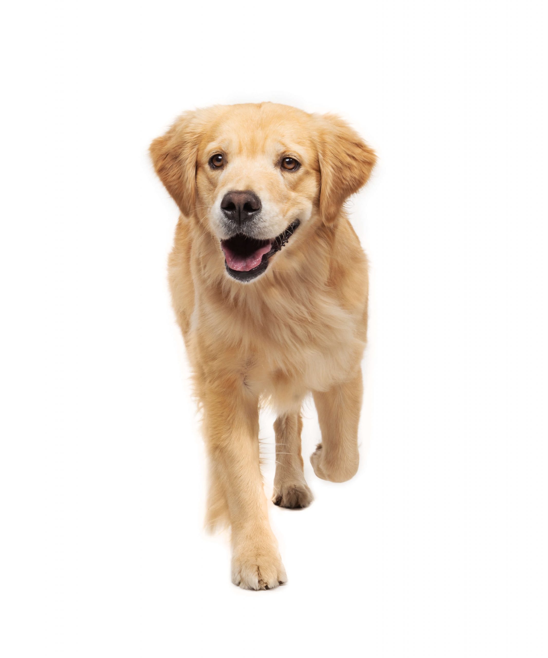 walking golden retriever