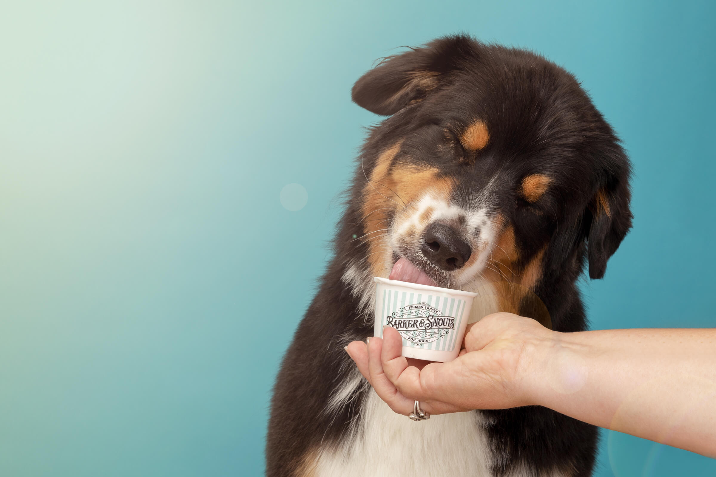 Australian shepherd eating ice cream photographed by Karen Weiler Photography