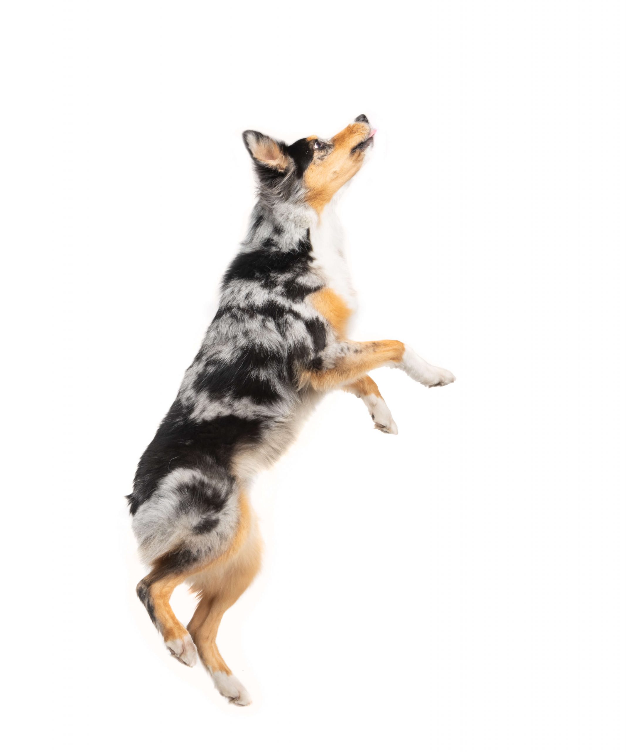jumping australian shepherd