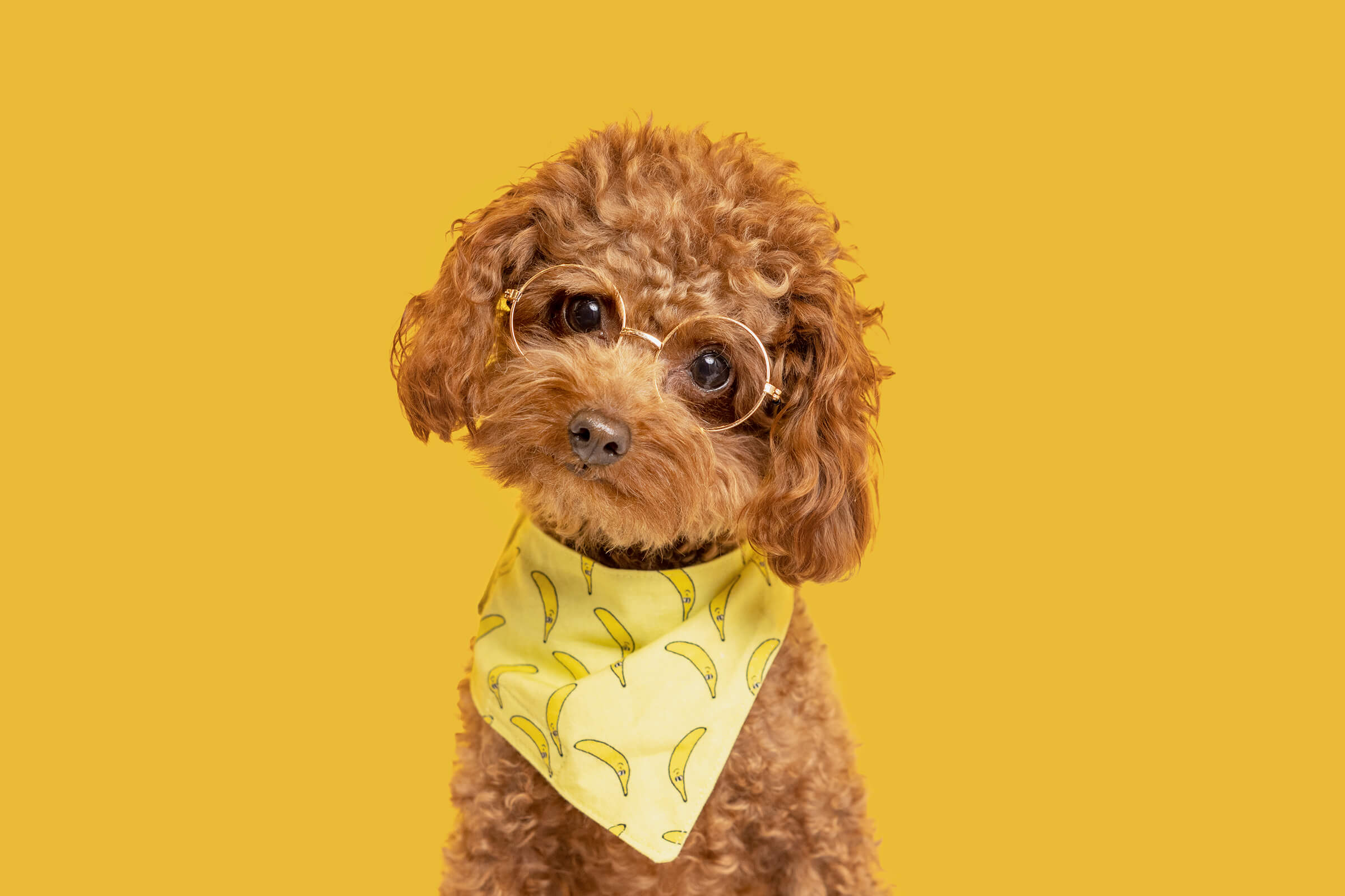 Small dog with glasses photographed on yellow seamless paper by Karen Weiler Photography