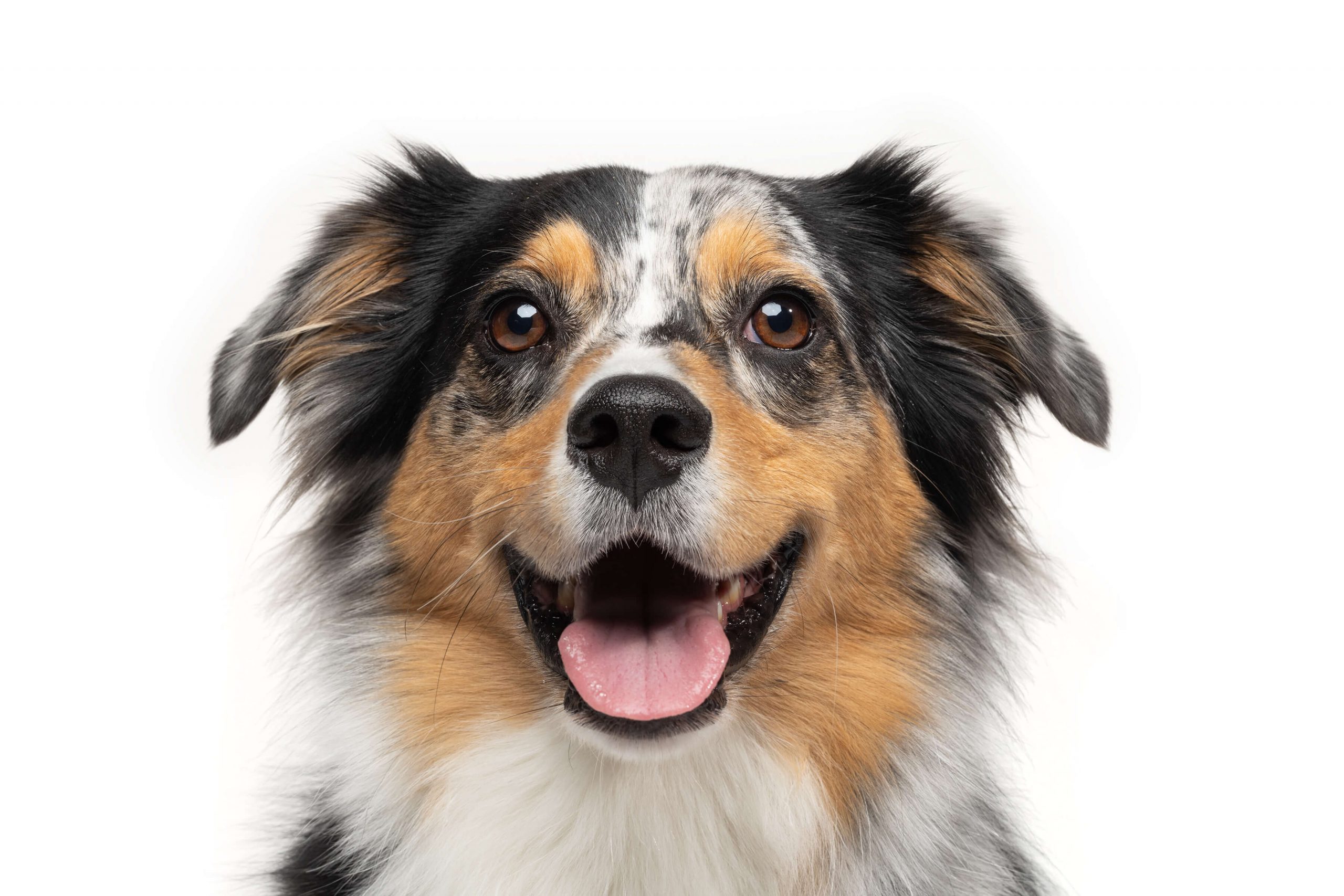 smiling australian shepherd
