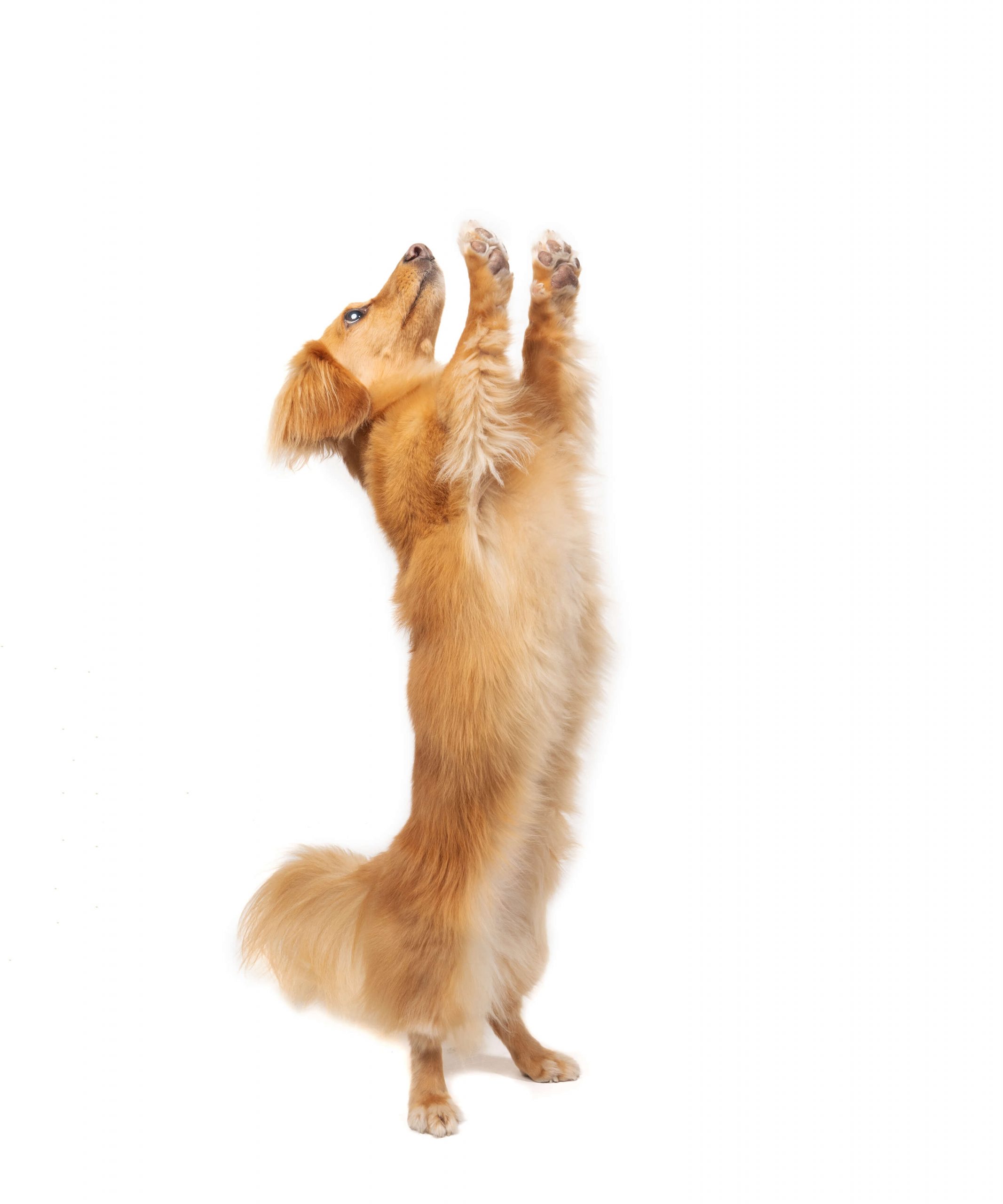 long-haired dachshund dancing on hind legs