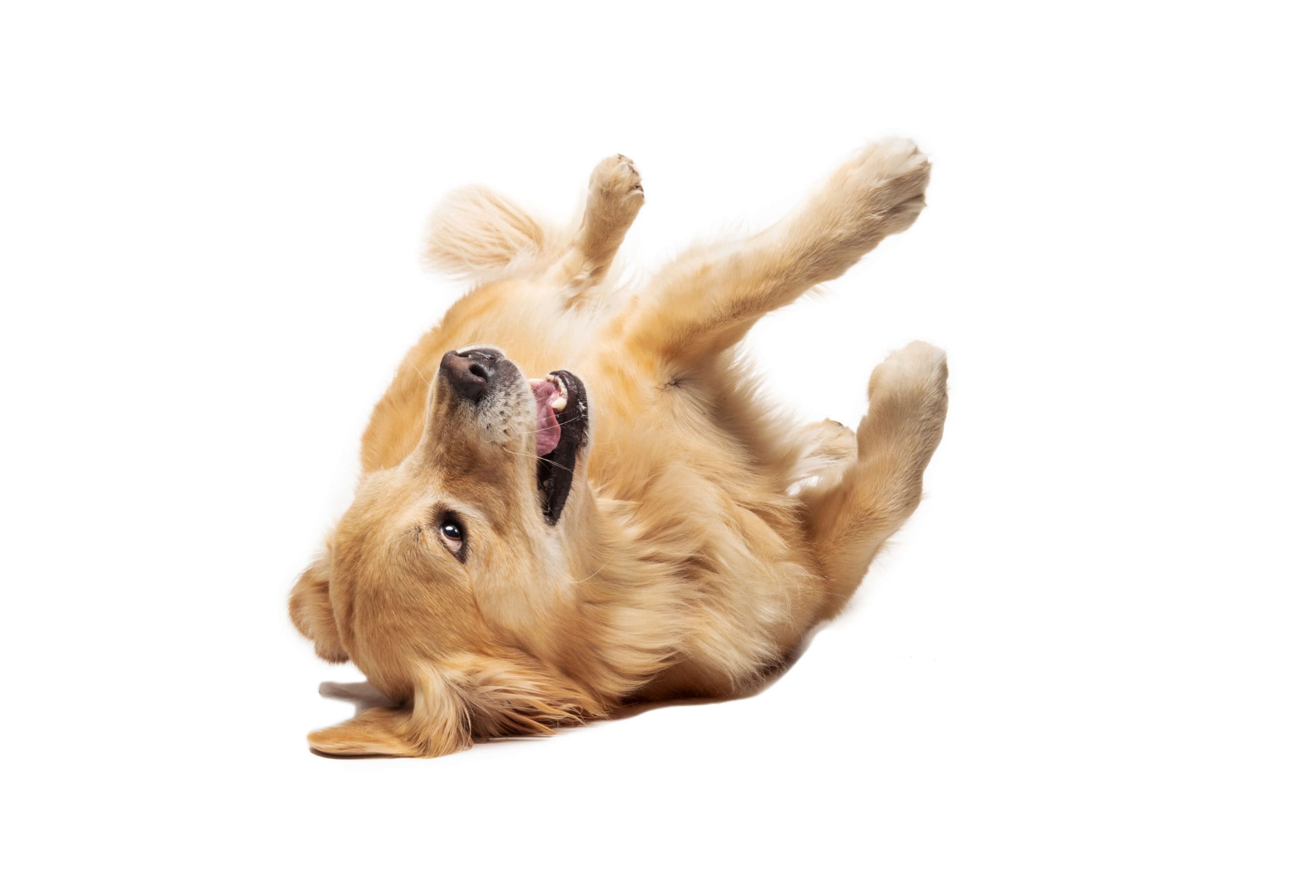 golden retriever rolling on back